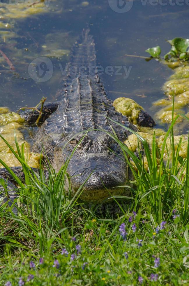 een frontaal visie van een resting alligator Bij brazos buigen staat park in Texas. foto