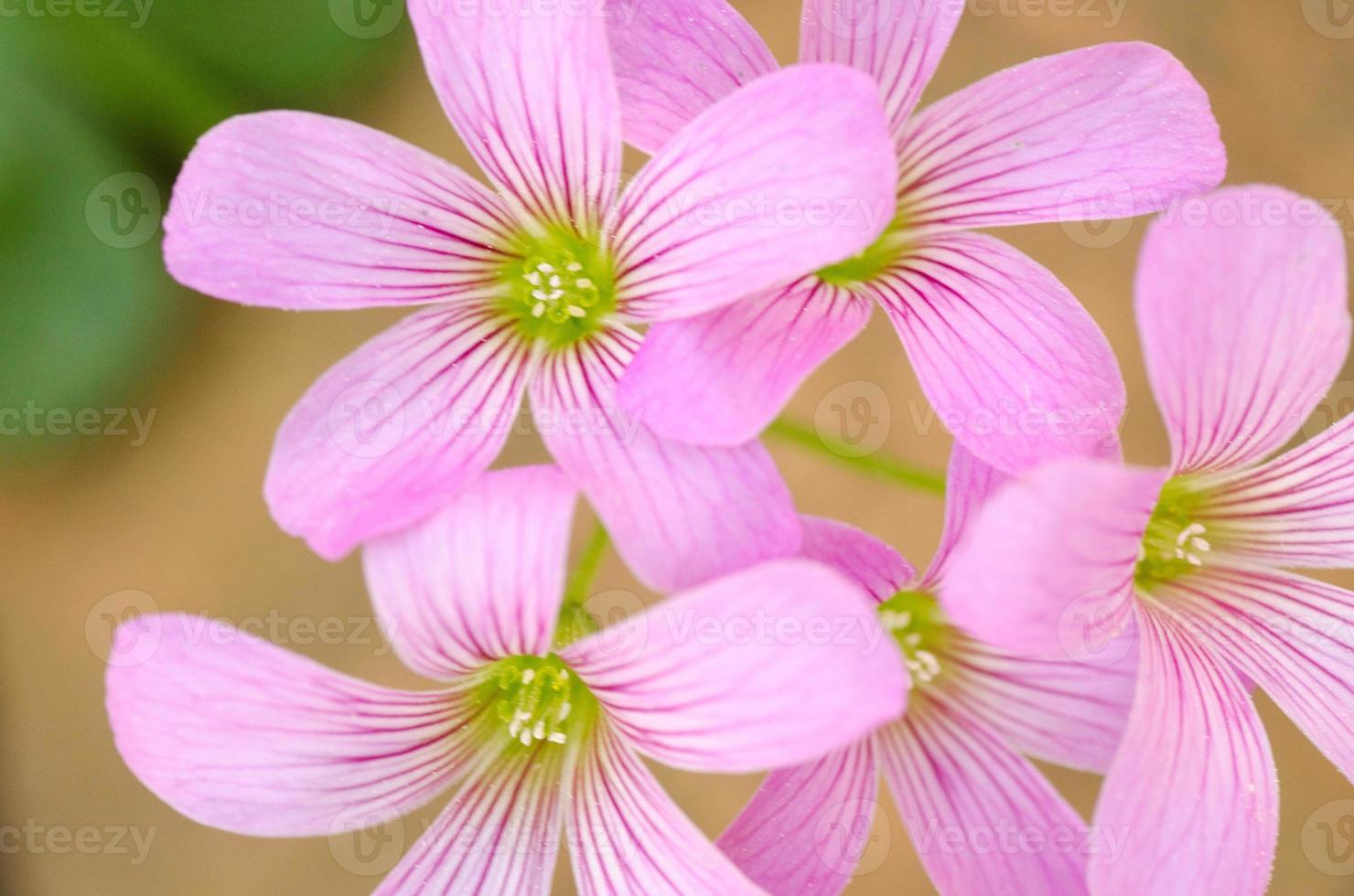 de roze bloei van klaverzuring, oxalis. foto