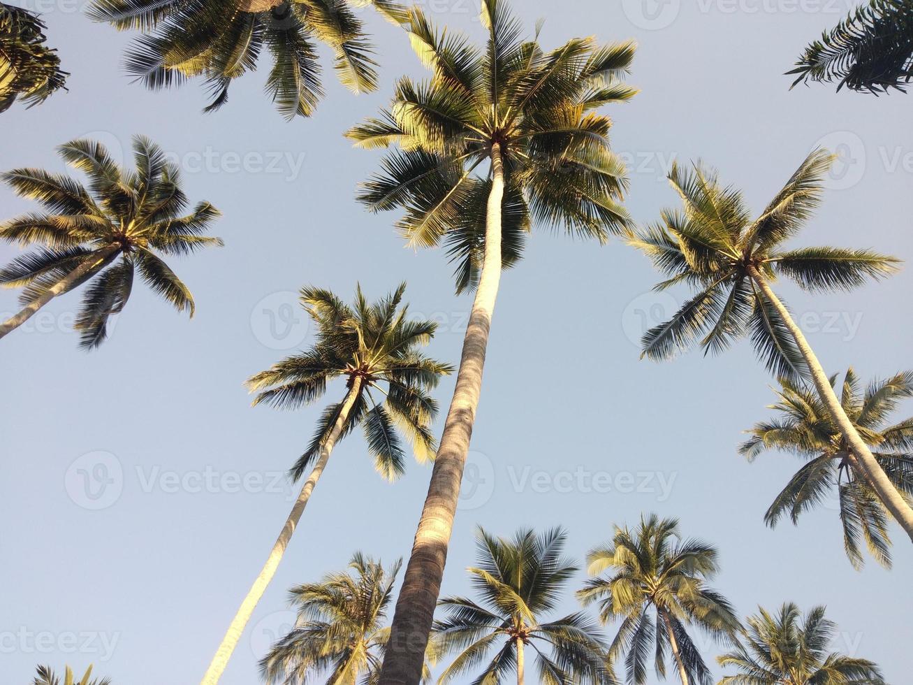 hoog kokosnoot bomen raken de ochtend- zon Aan Hawaii eiland. foto