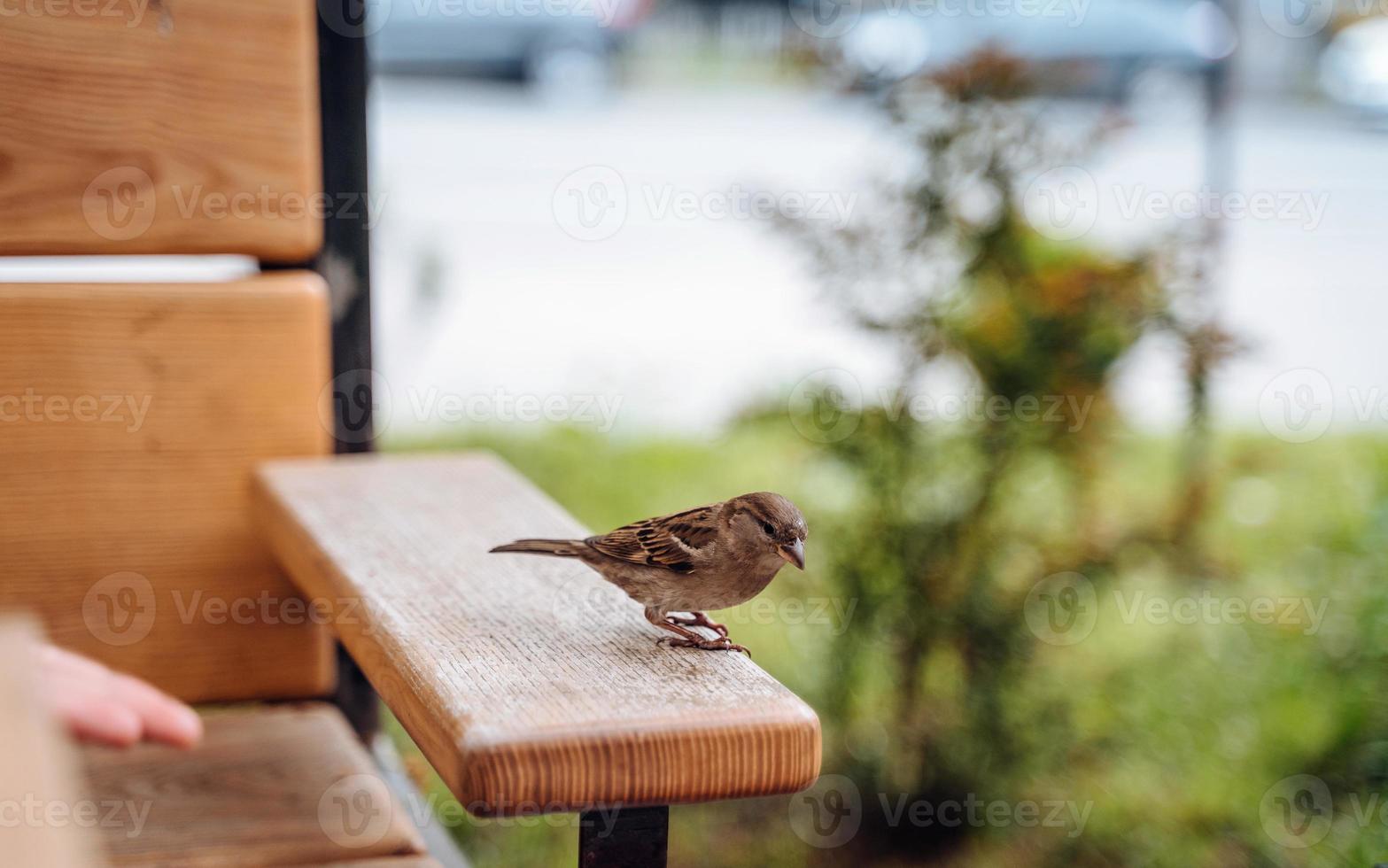 vogel in stad. mus zittend Aan tafel in buitenshuis cafe foto