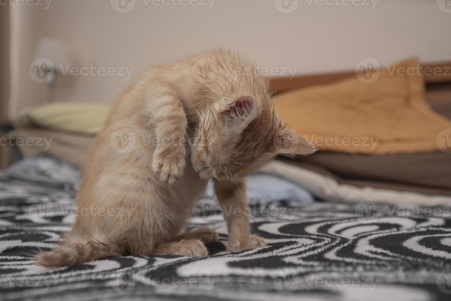 klein licht bruin baby katje schoonmaak haar buik met haar tong Aan de bed foto