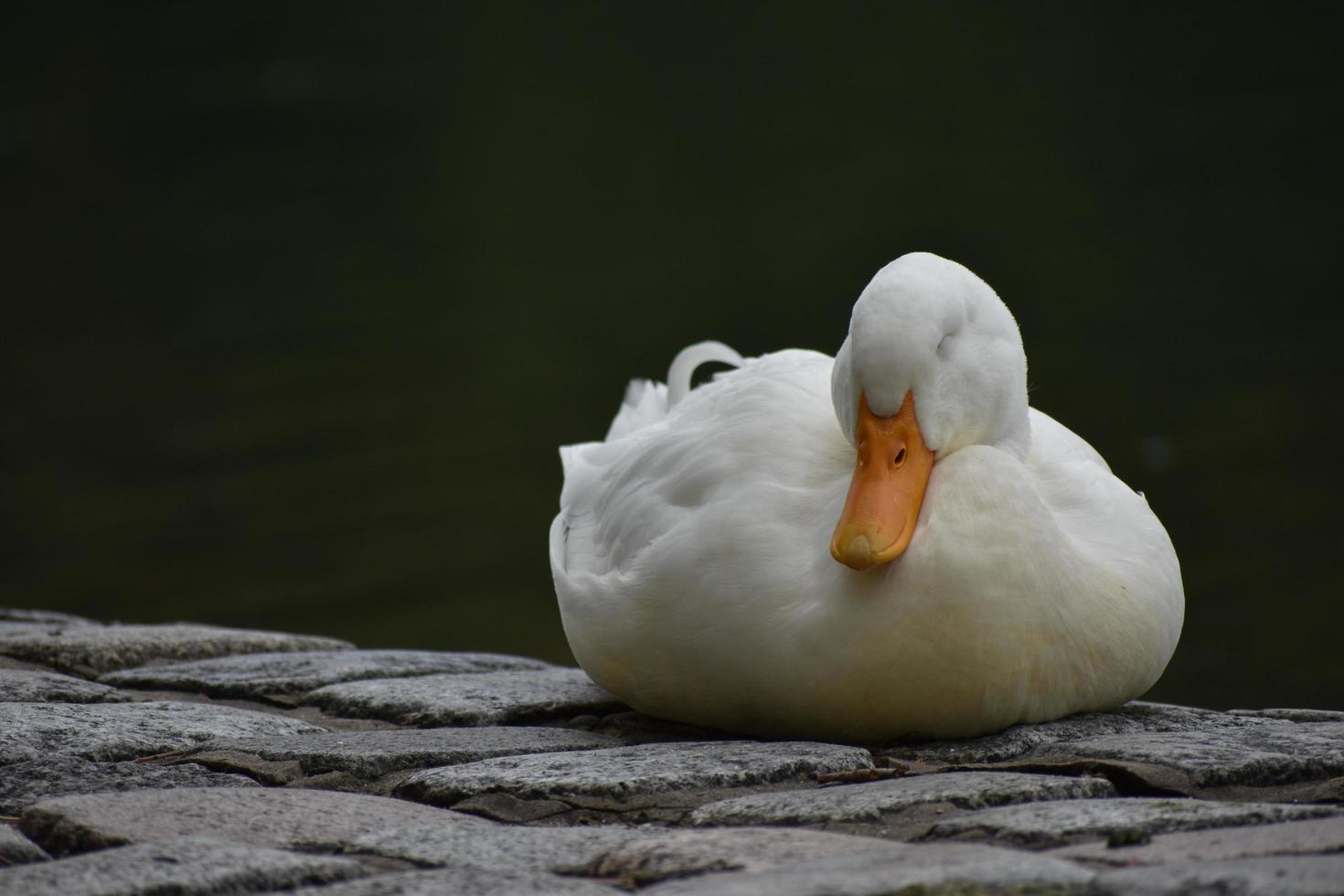 slapen huiselijk eend, of wit pekin, in de buurt een meer foto