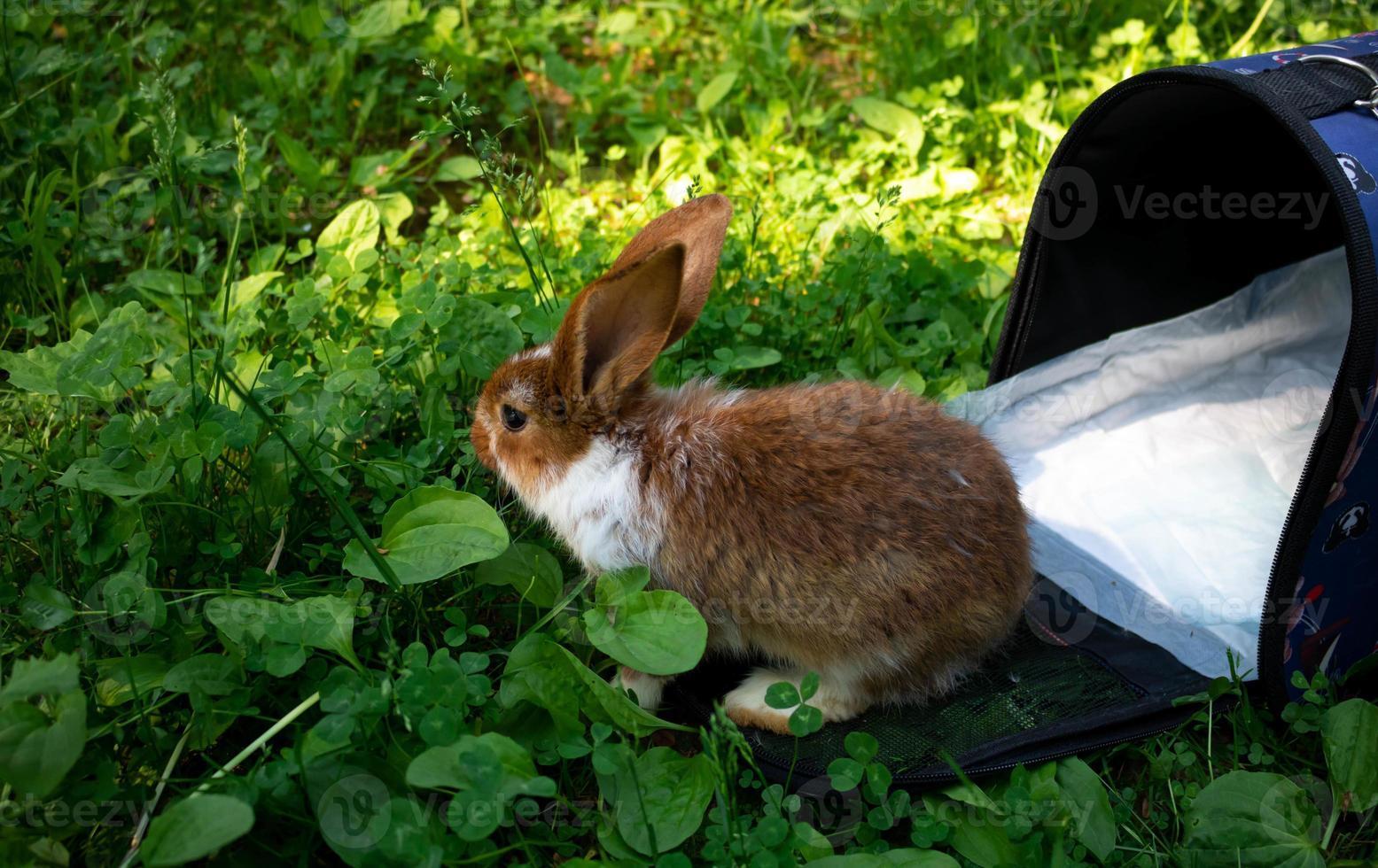 een klein bruin konijn Aan de groen gras De volgende naar een vervoerder Aan een zomer dag foto