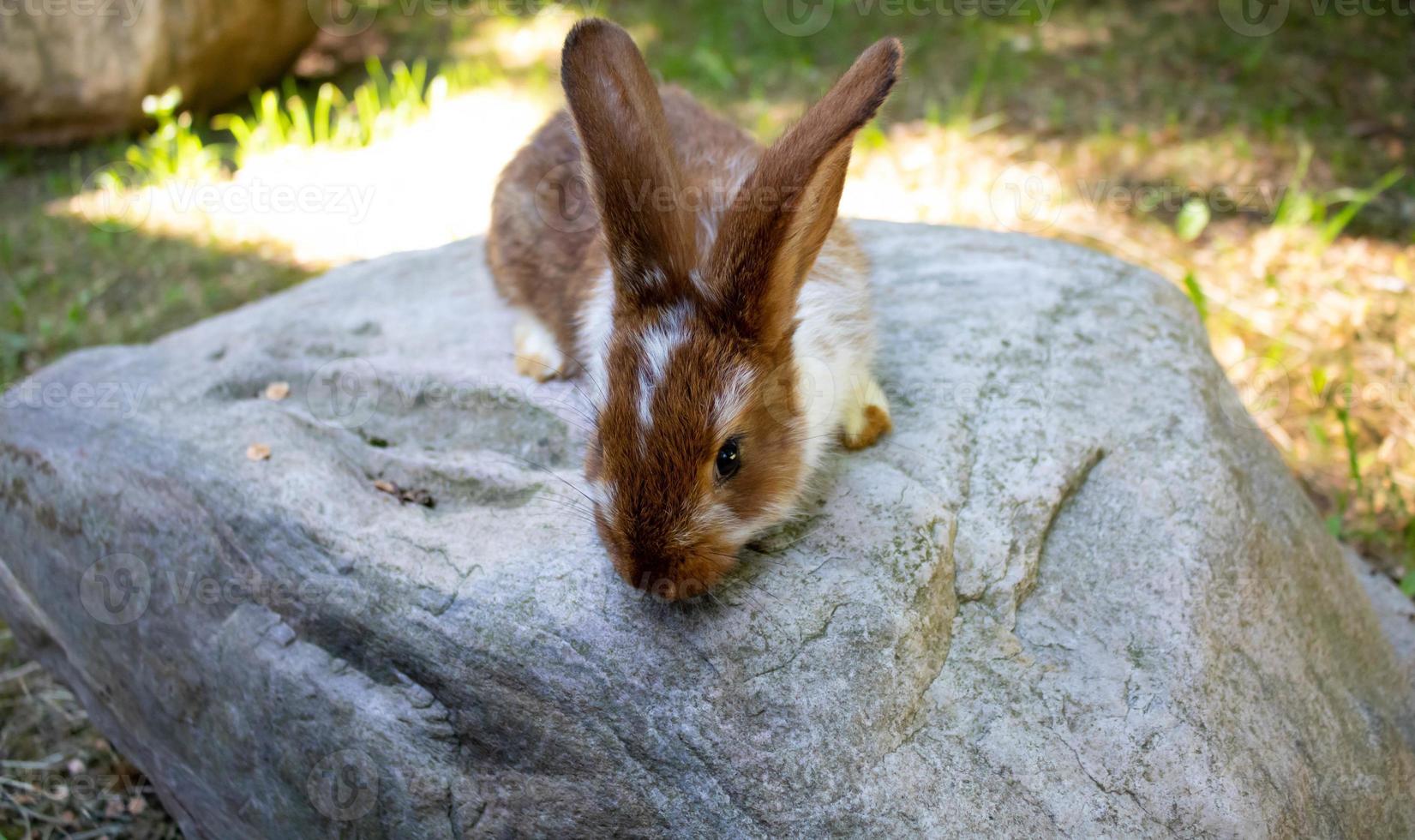 schattig weinig bruin konijn is zittend Aan een rots Aan een helder zonnig zomer dag foto