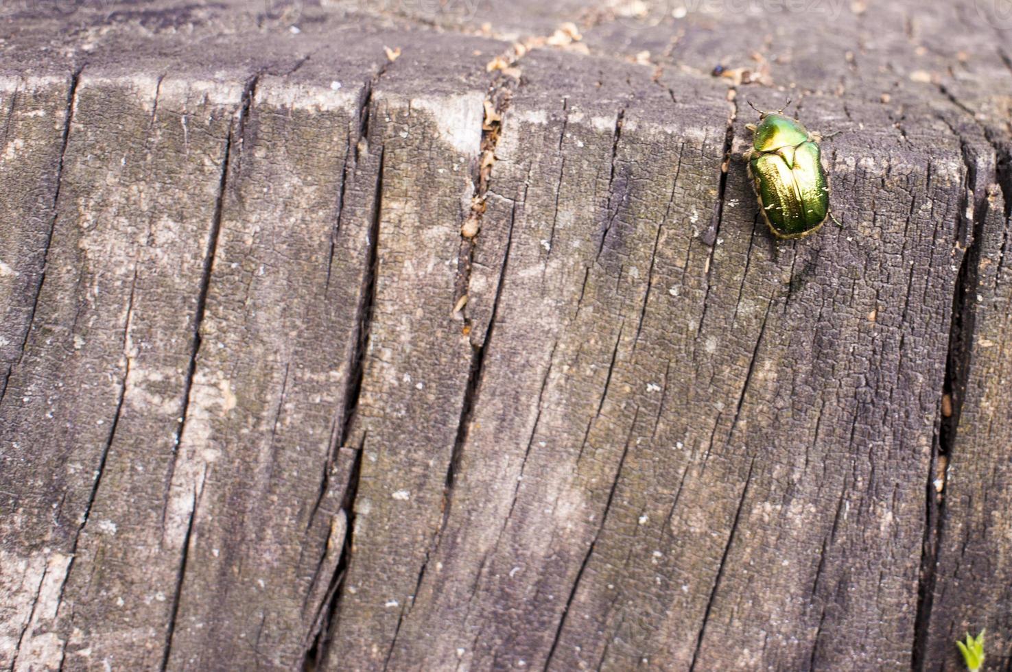 kever groen roos chafer zit Aan een stomp oftewel cetonia aurata foto