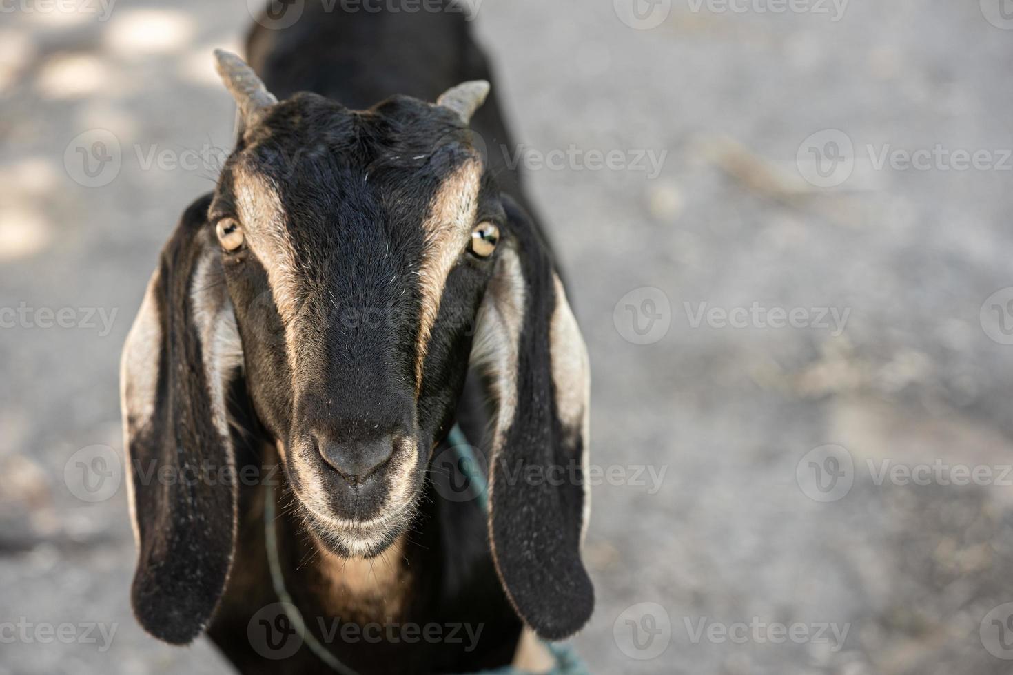 portret van een jong zwart geit Bij de boerderij foto