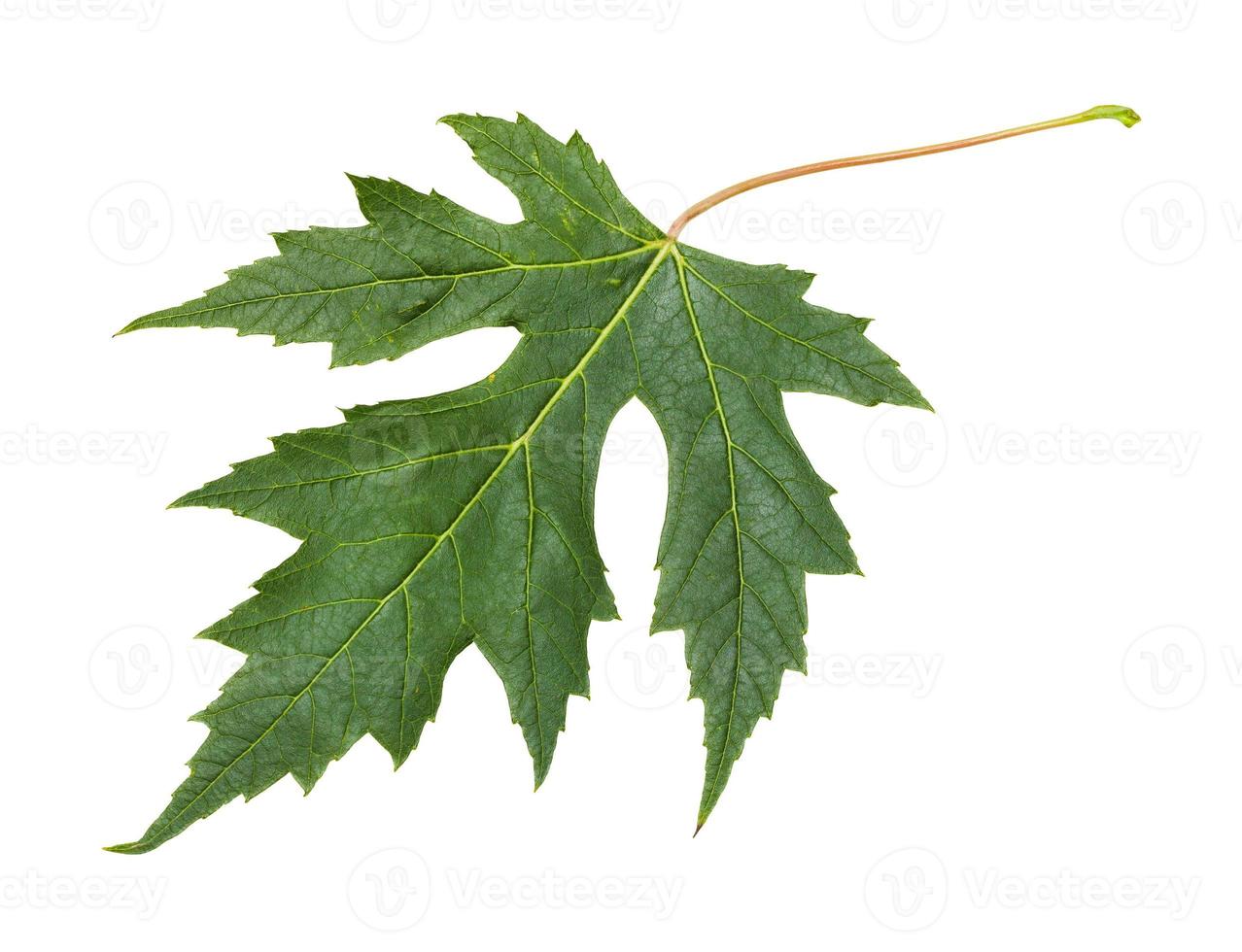 vers blad van zilver esdoorn- boom geïsoleerd foto