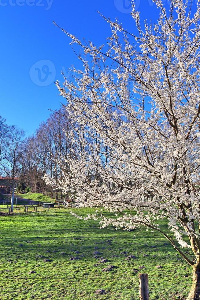 prachtige kersen- en pruimenbomen in bloei tijdens de lente met kleurrijke bloemen foto