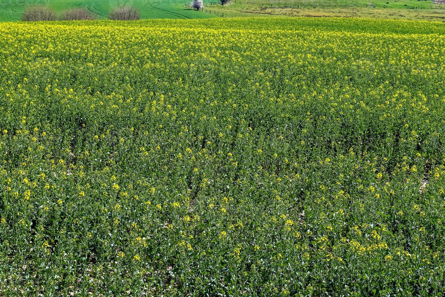 geel veld- van bloeiend verkrachting en boom tegen een blauw lucht met wolken, natuurlijk landschap achtergrond met kopiëren ruimte, Duitsland Europa foto