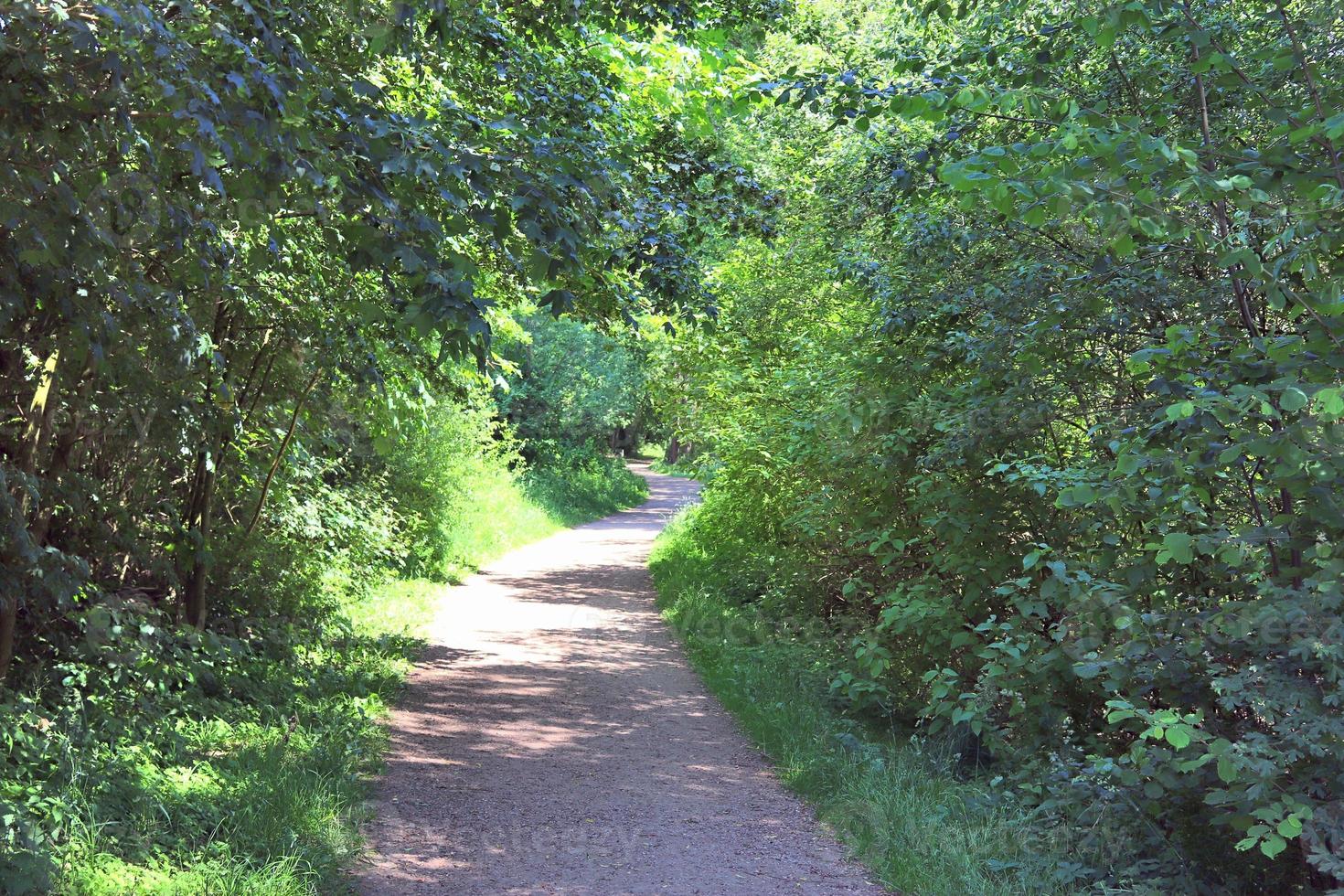 mooi visie Aan platteland wegen met velden en bomen in noordelijk Europa foto