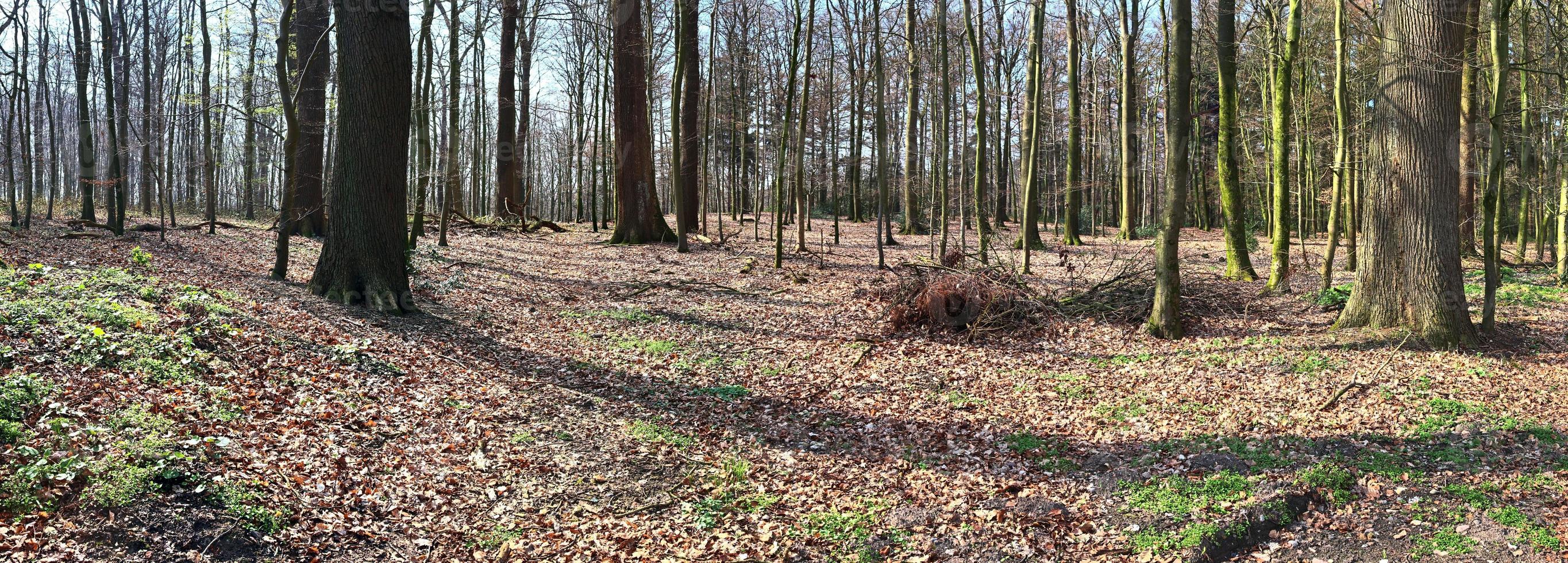 prachtig uitzicht in een dicht groen bos met fel zonlicht dat diepe schaduw werpt foto