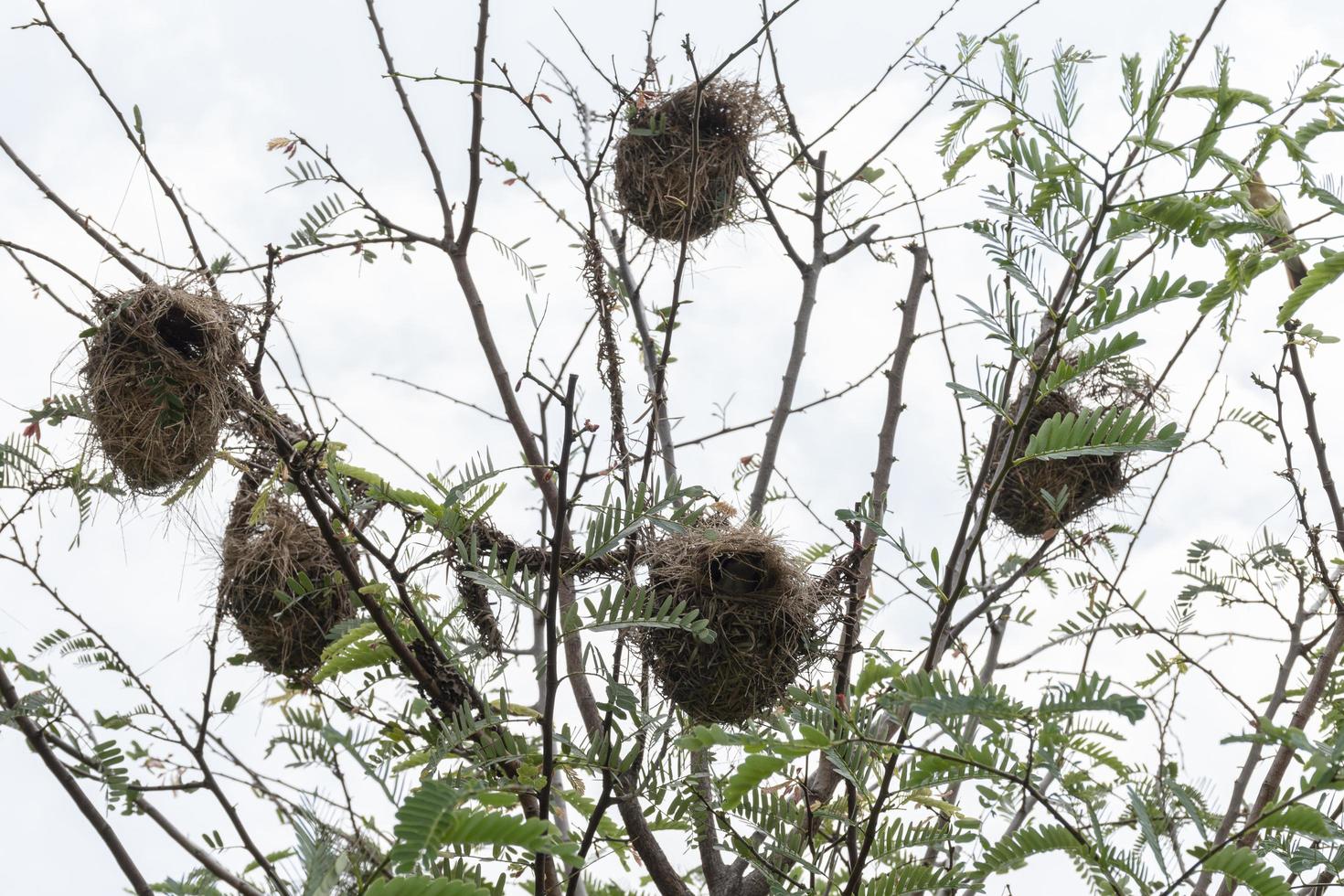 vogel nest Aan top van boom foto