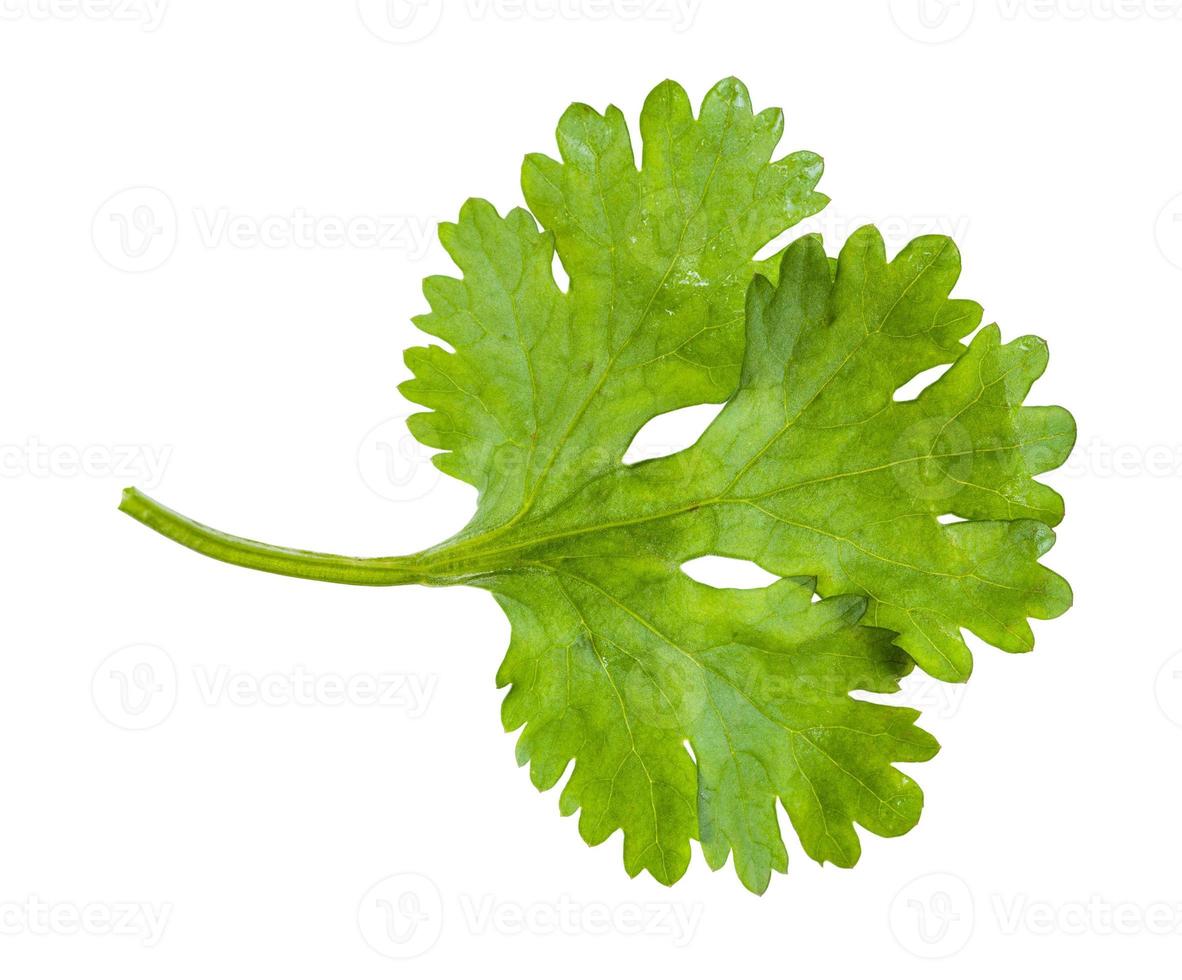 groen blad van vers koriander kruid geïsoleerd foto