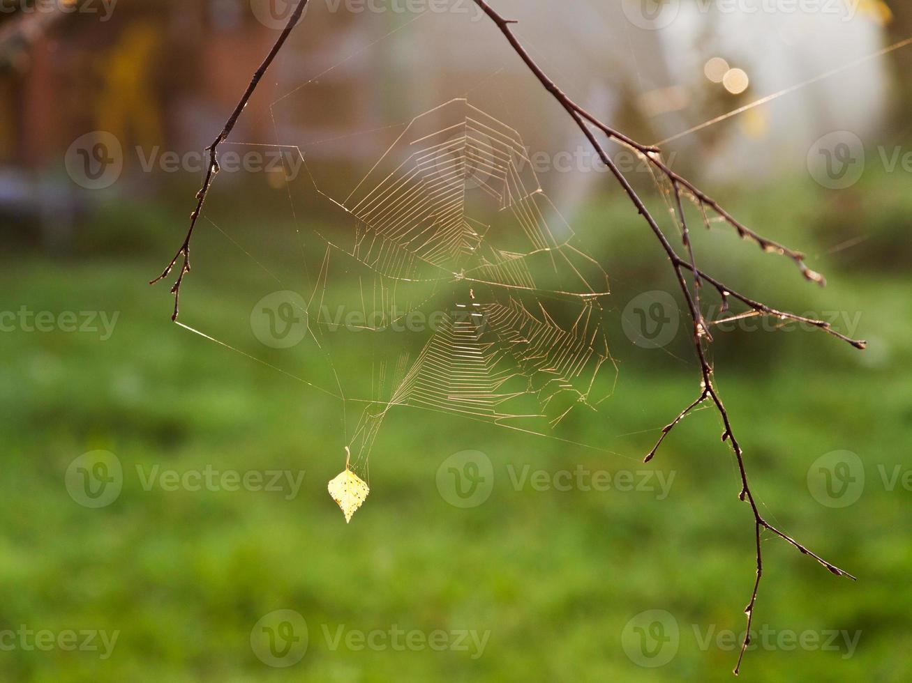 zon lichten spin web Bij zonsopkomst foto