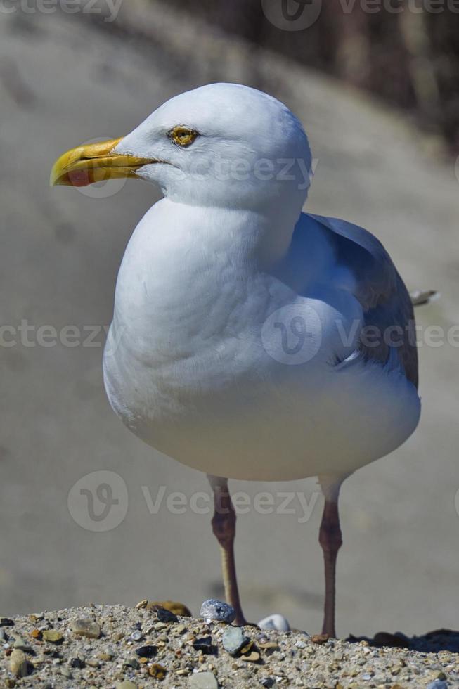 Zilvermeeuw op heligoland foto