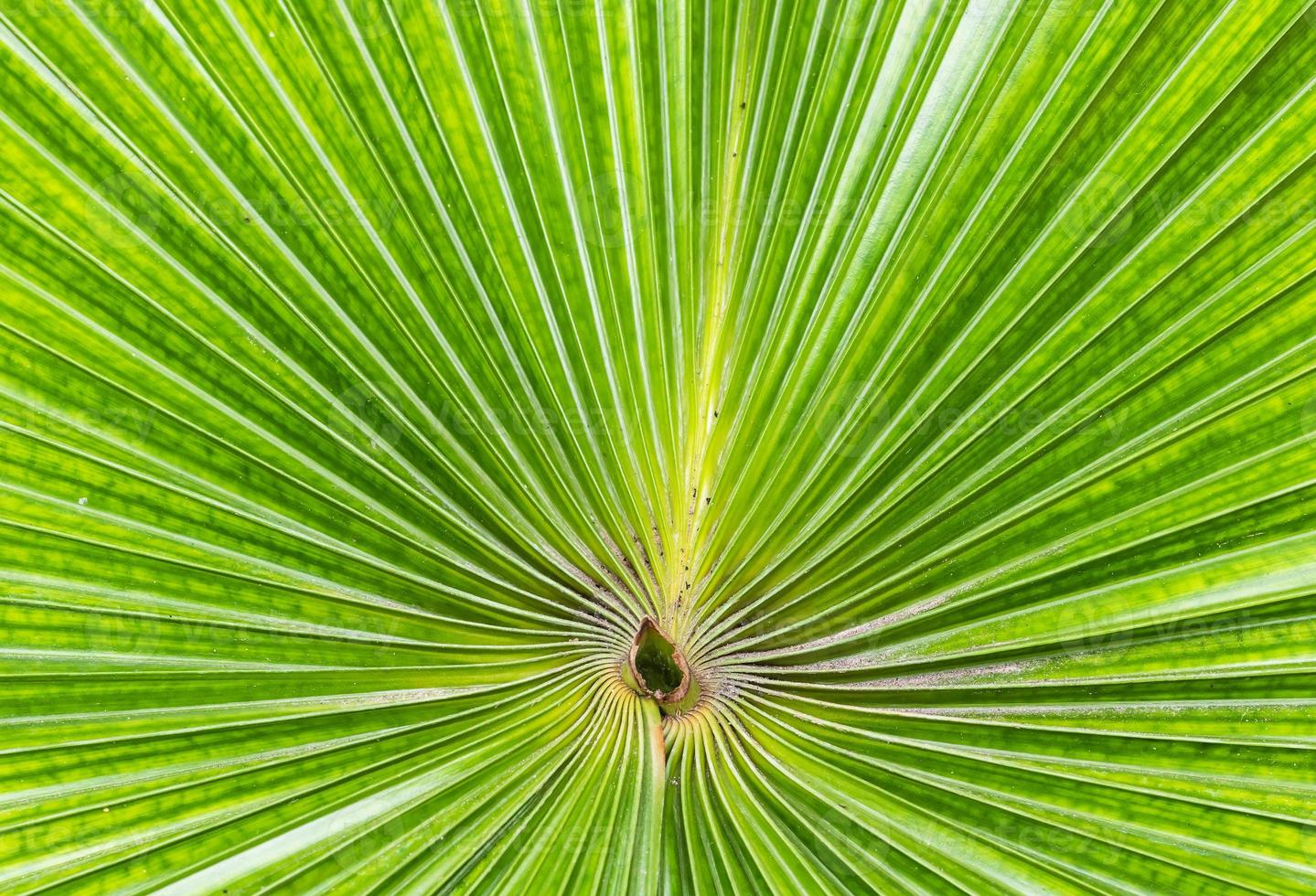 close up gestreept van palmgroen blad foto