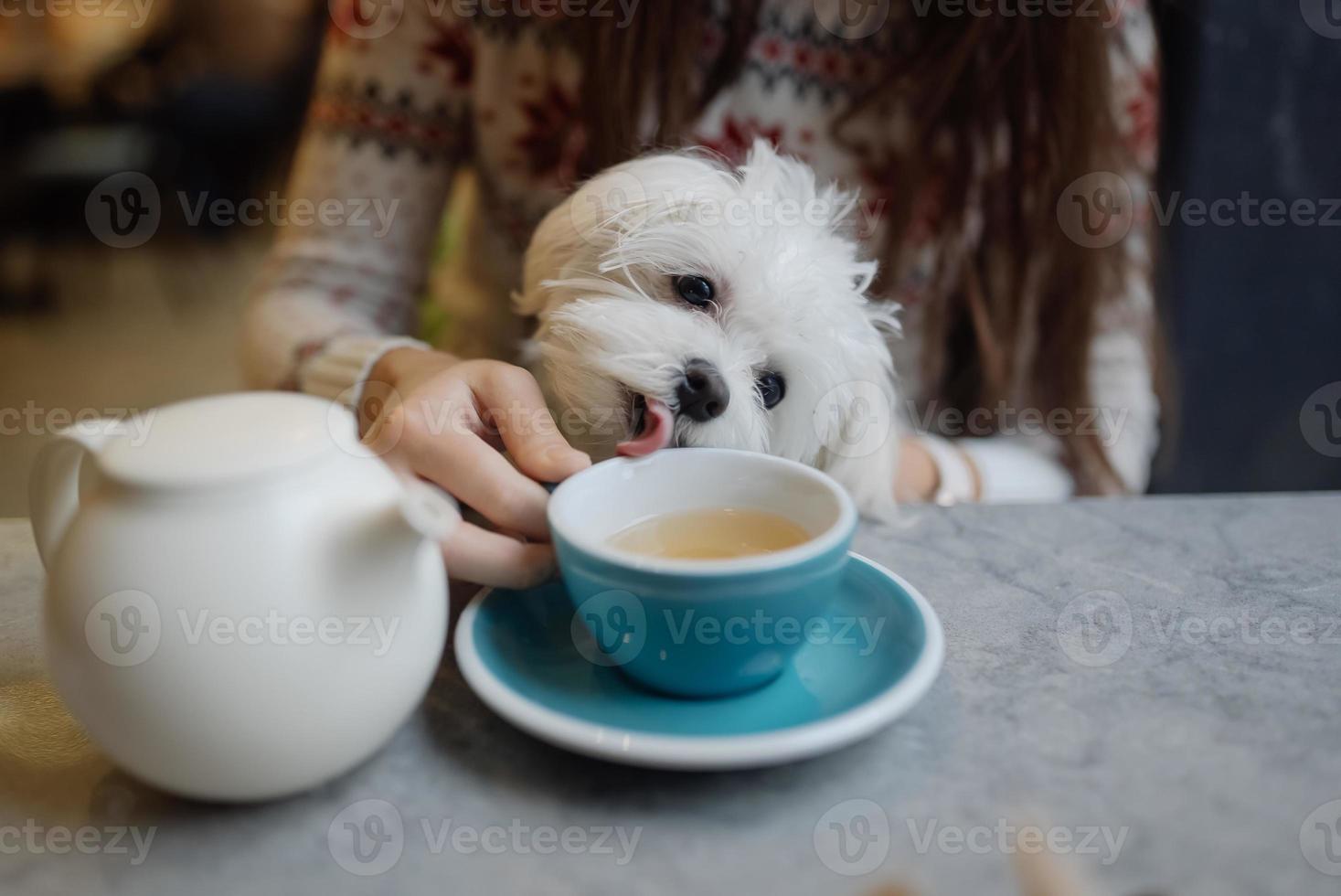 mooi vrouw is Holding haar schattig hond, drinken koffie in cafe foto