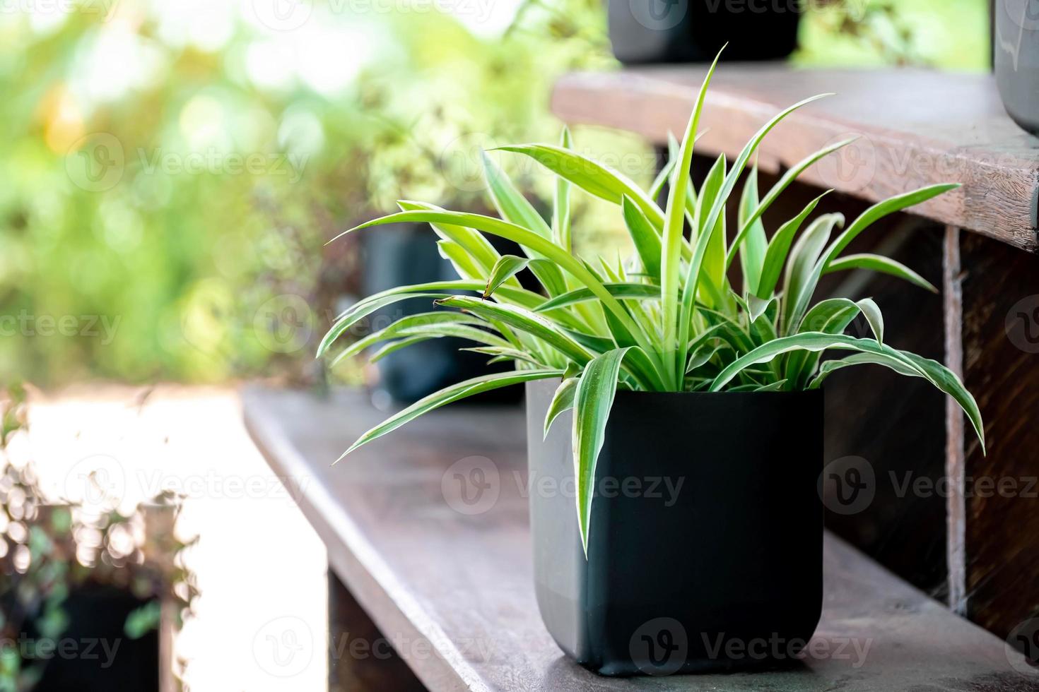 chlorophytum in wit bloempot Aan houten achtergrond . sier- planten in pot variegatum, comosum. spin fabriek foto