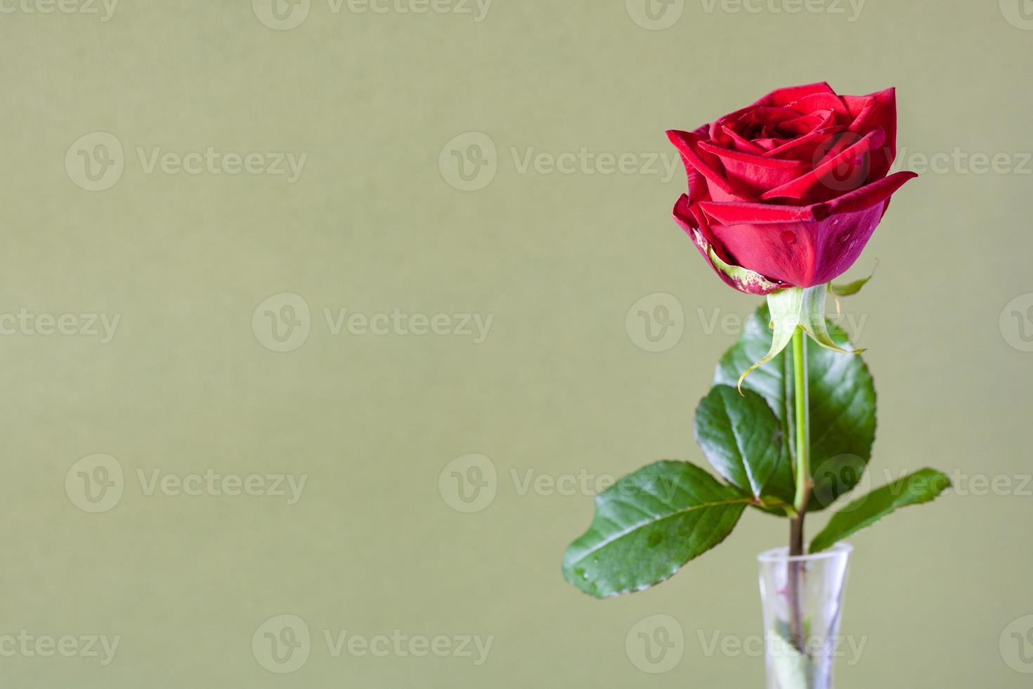 vers rood roos bloem Aan olijf- kleur achtergrond foto