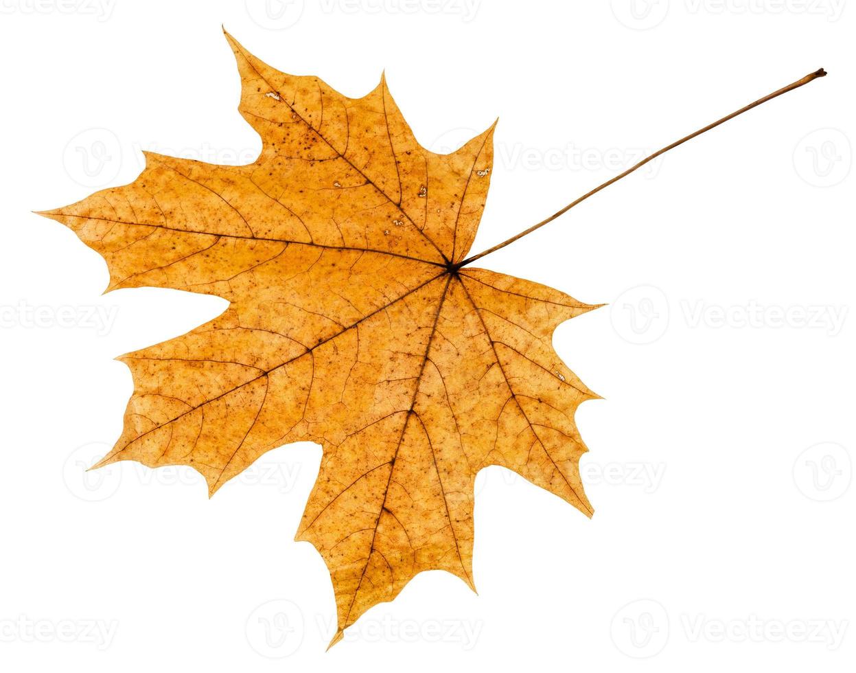 terug kant van geel herfst blad van esdoorn- boom foto