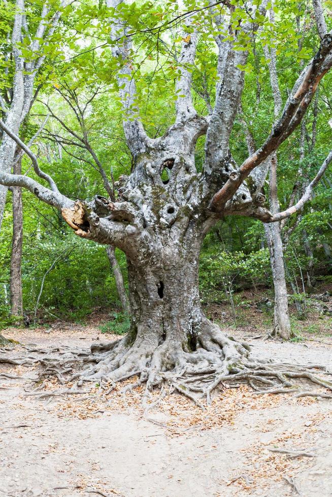 oud boom in Woud in haphal kloof in Krim foto