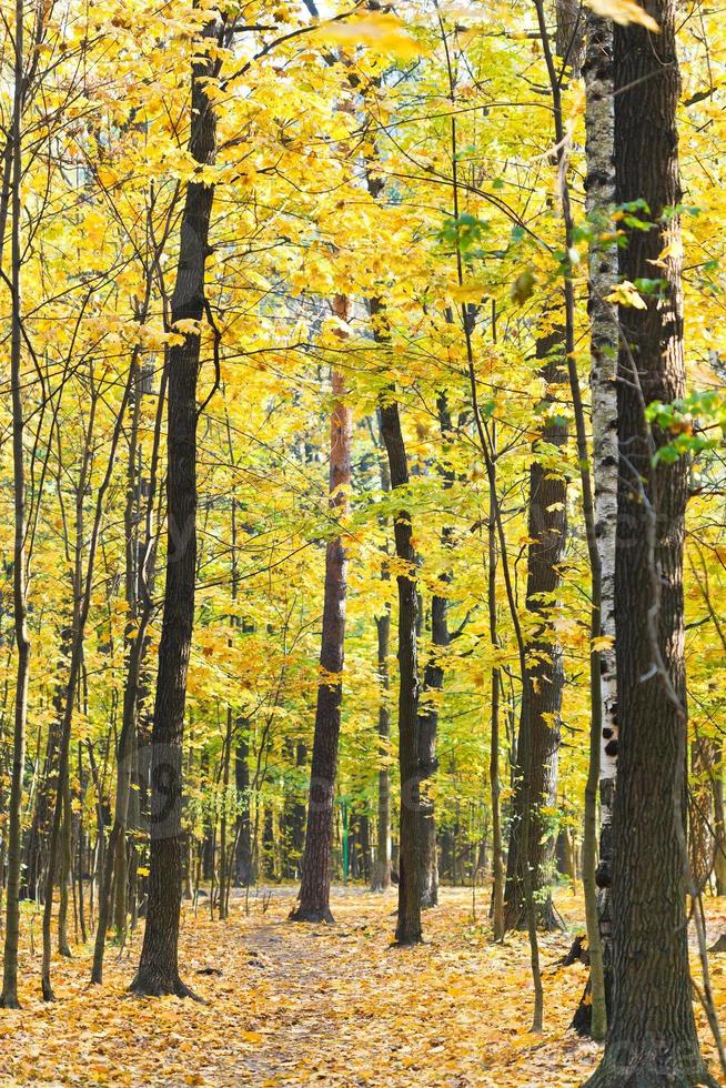 voetpad in geel Woud in herfst foto