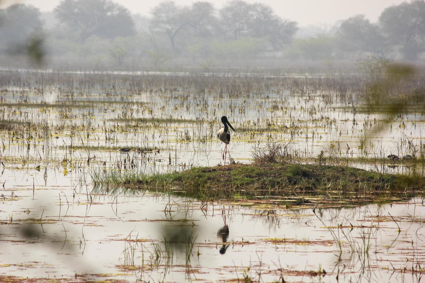 een zwart nek ooievaar in de wetland meer foto