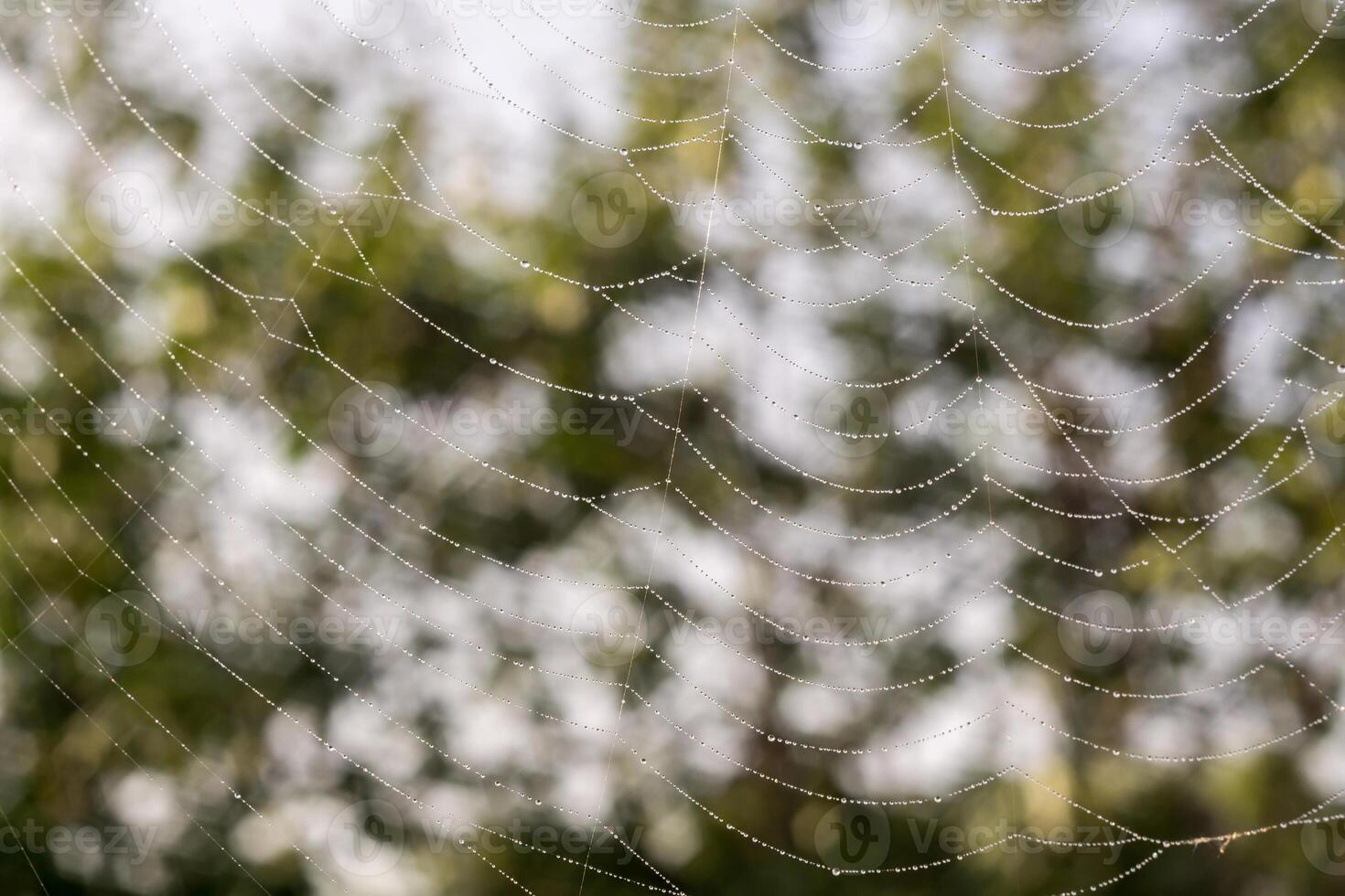 spin web macro foto