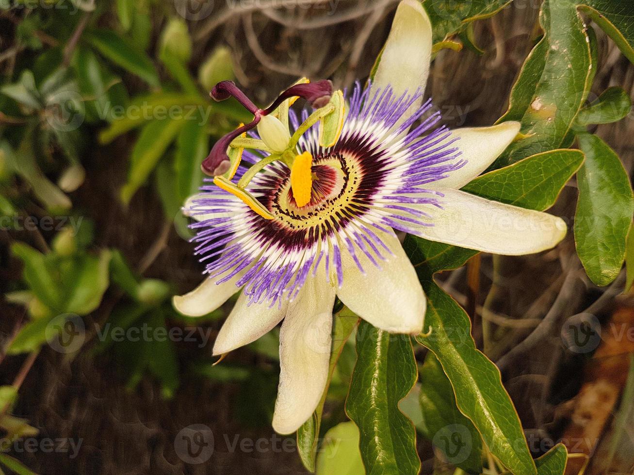 bloem van de passie foto