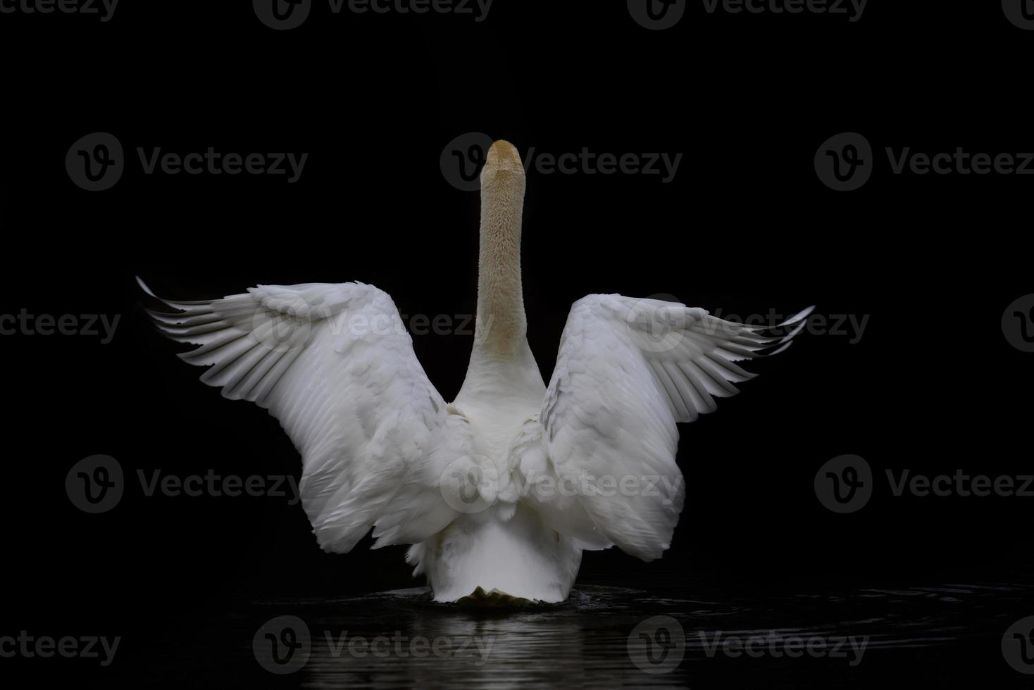 een wit zwaan zwemt in donker water en opent haar Vleugels van achter foto