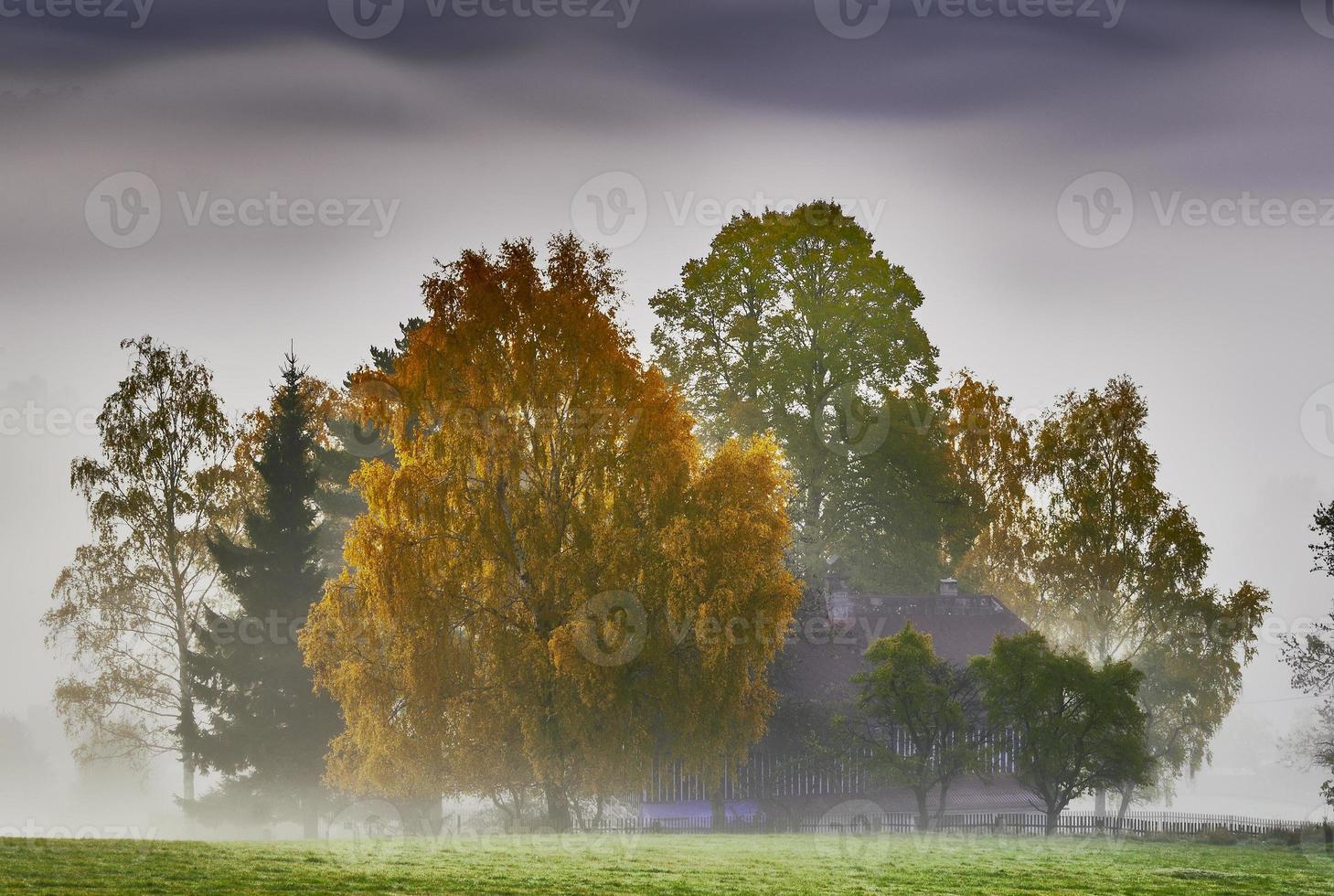 mistig ochtend- in de bomen foto