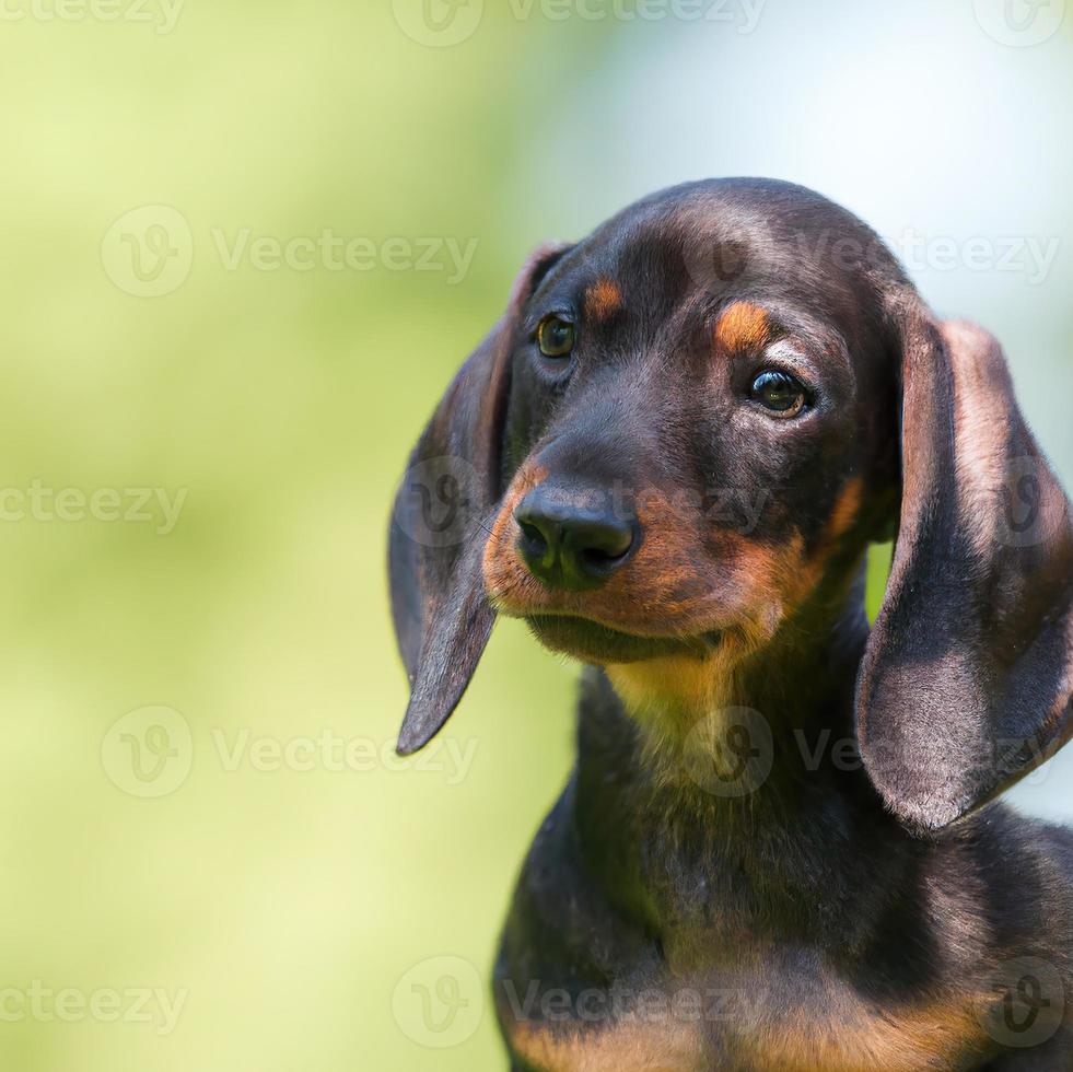 schattig puppy hond met groen gras bokeh achtergrond premie foto