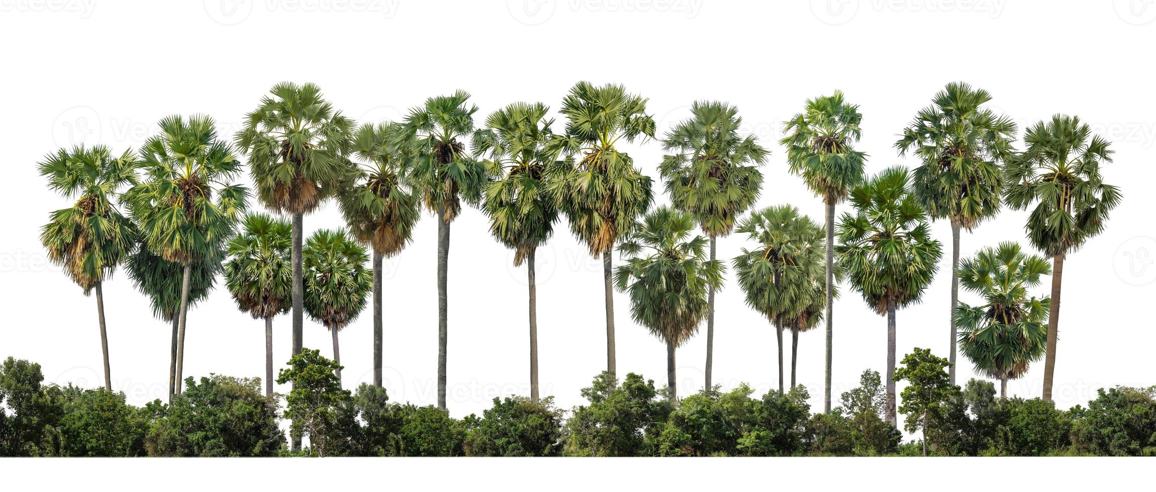 suiker palmbomen geïsoleerd op een witte achtergrond foto