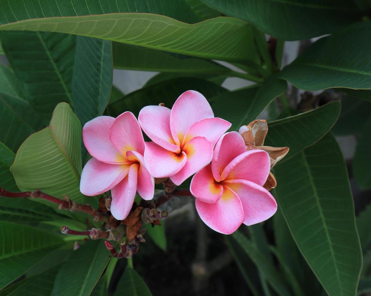 plumeria of frangipani of tempel boom bloemen. dichtbij omhoog roze plumeria bloem boeket Aan groen bladeren achtergrond in tuin met ochtend- licht. foto