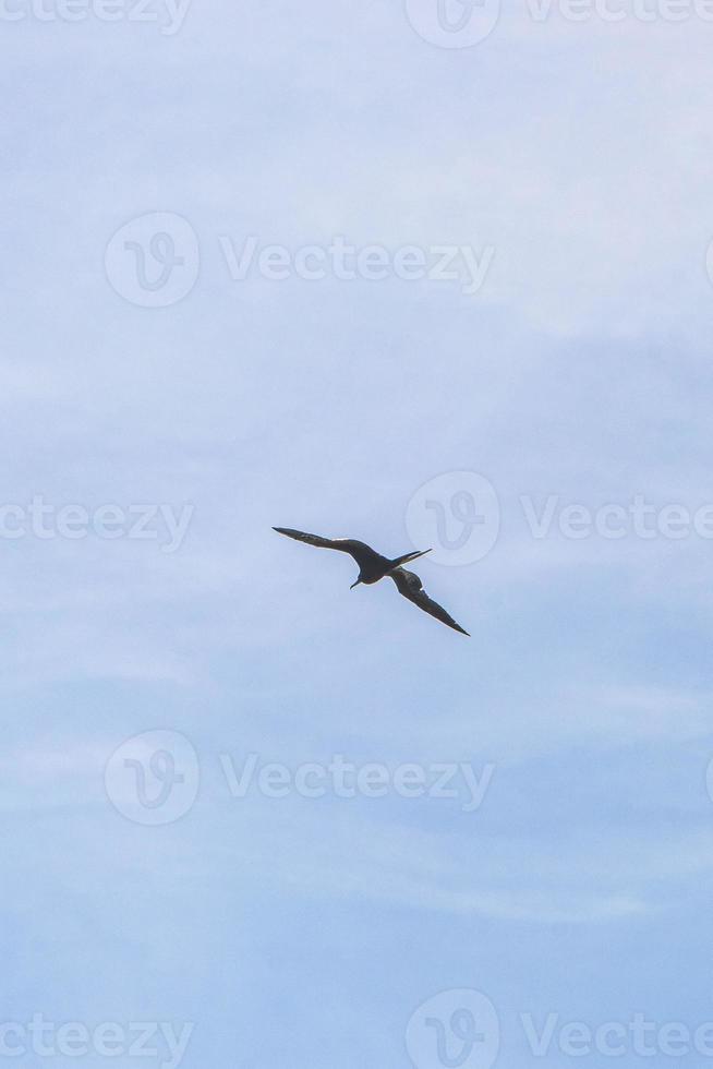 fregat vogelstand kudde vlieg blauw lucht wolken achtergrond in Mexico. foto