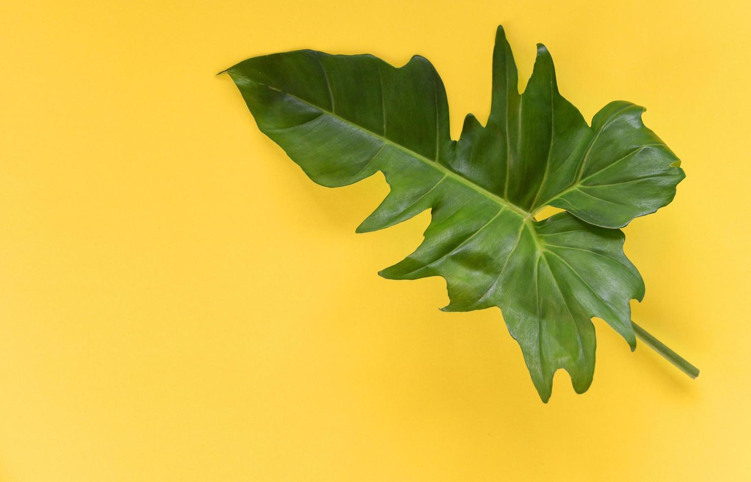 groen bladeren tropisch fabriek oerwoud met philodendron blad Aan geel achtergrond foto