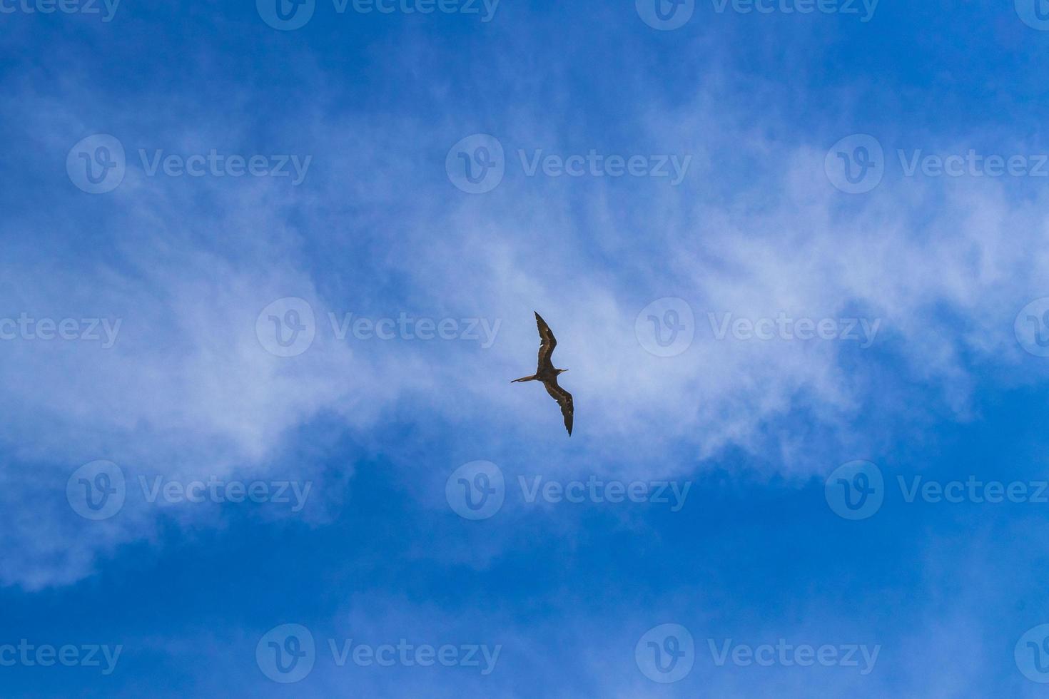 fregat vogelstand kudde vlieg blauw lucht wolken achtergrond in Mexico. foto