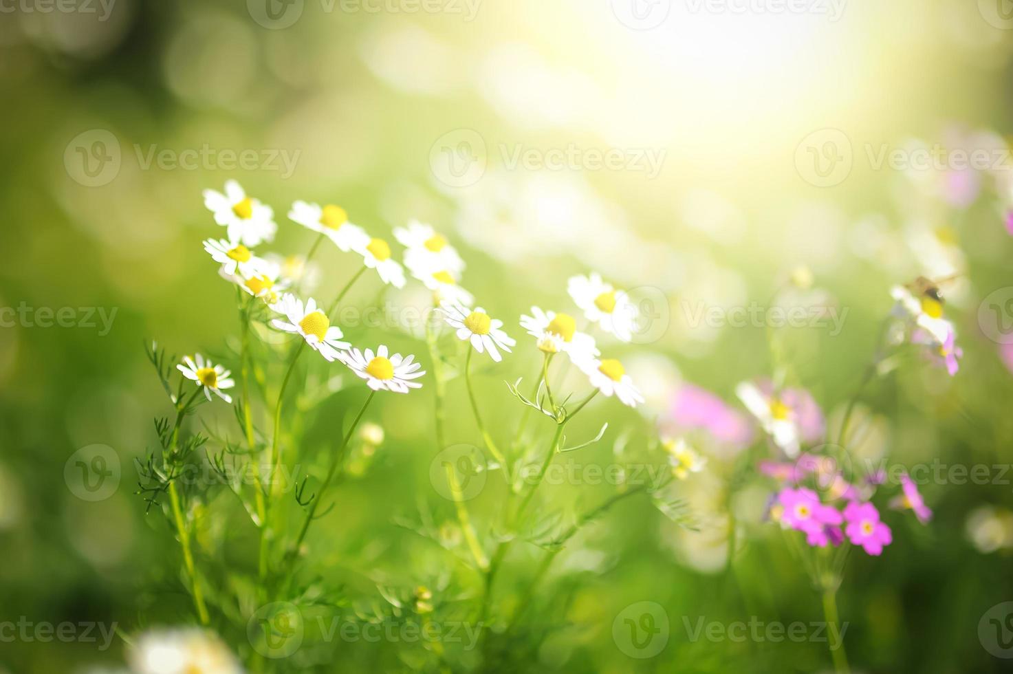 veld van madeliefjesbloemen foto