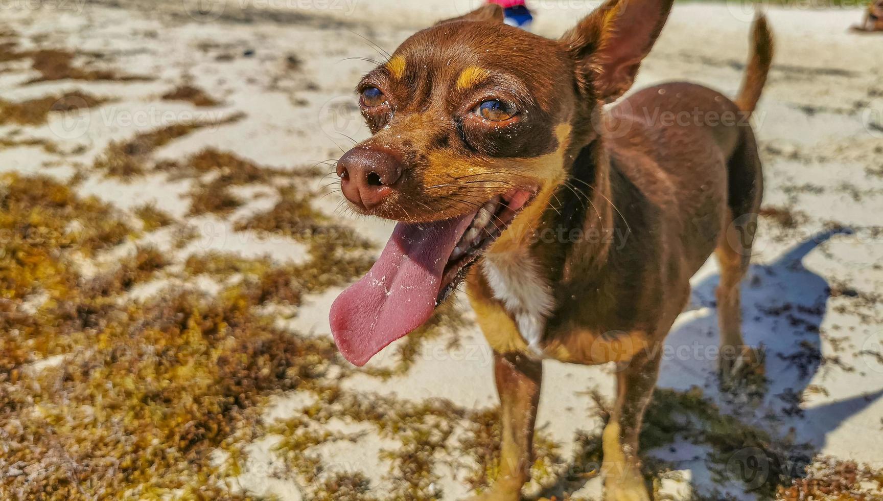 bruin schattig grappig hond Speel speels Aan de strand Mexico. foto