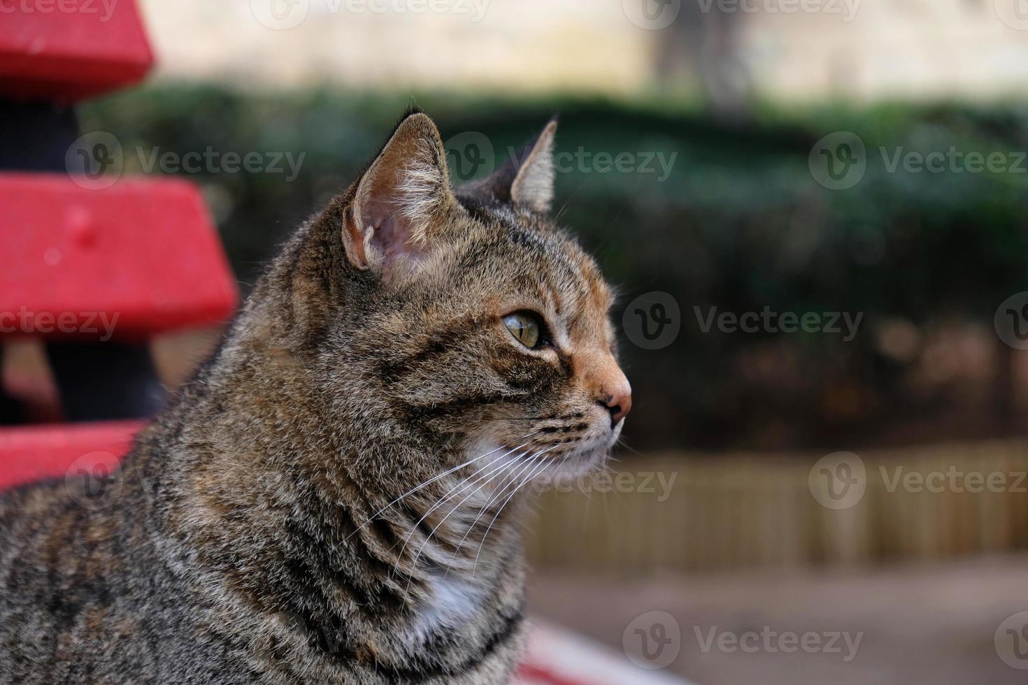 detailopname portret van gestreept kat gezicht in profiel. de uiteinde van een loop van een gestreept kat met groen ogen, lang wit snor, roze neus. foto