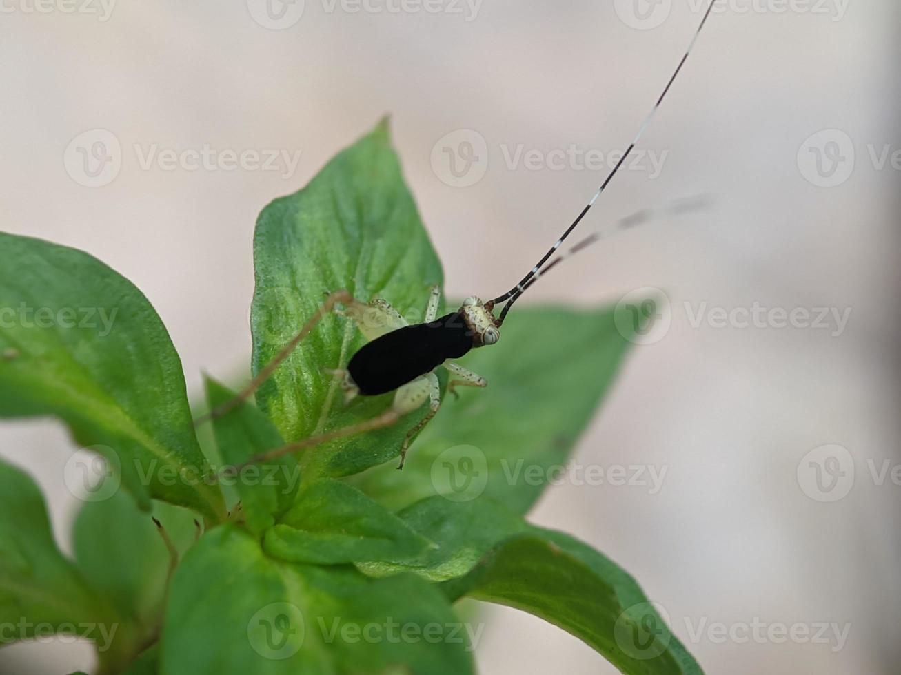 sprinkhaan Aan blad, macro fotografie, extreem dichtbij omhoog foto