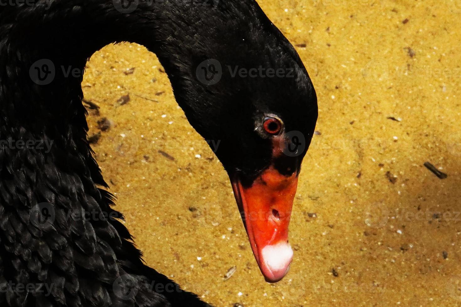 zwaan in kooi detailopname beeld van dierentuin foto