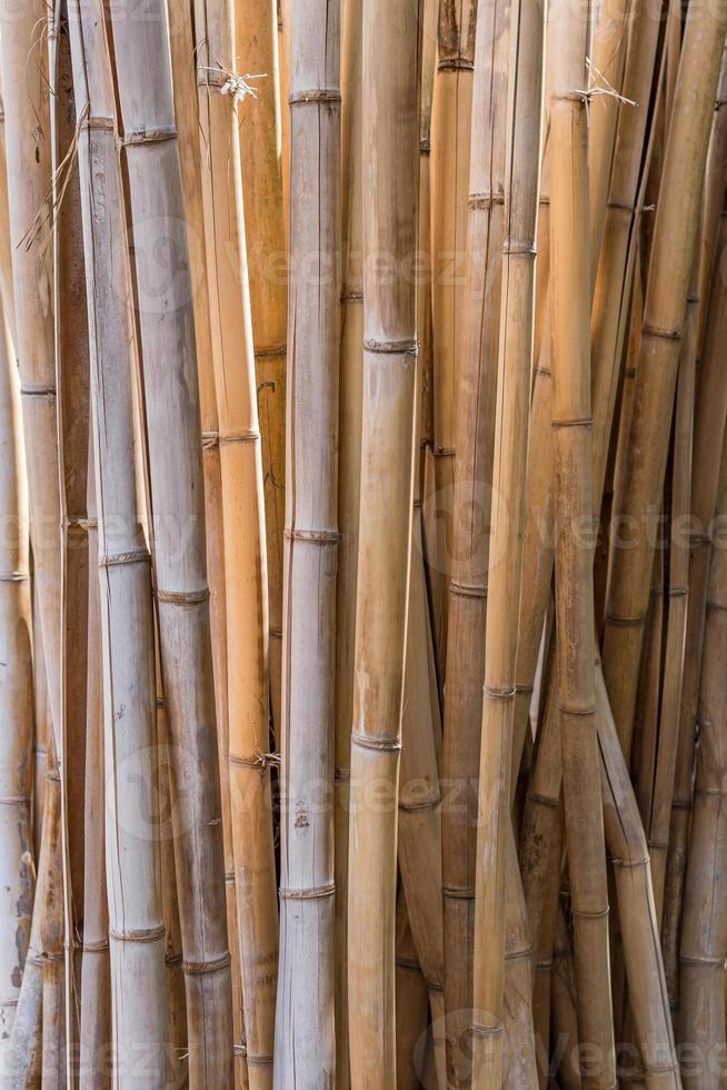 verticaal achtergrond beeld van een staan van leven bamboe, de planten' gouden stengels warm en vredevol. foto