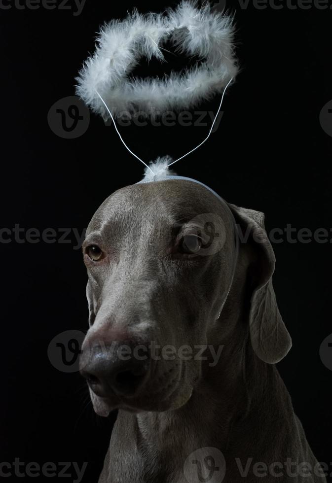 engel hond portret foto