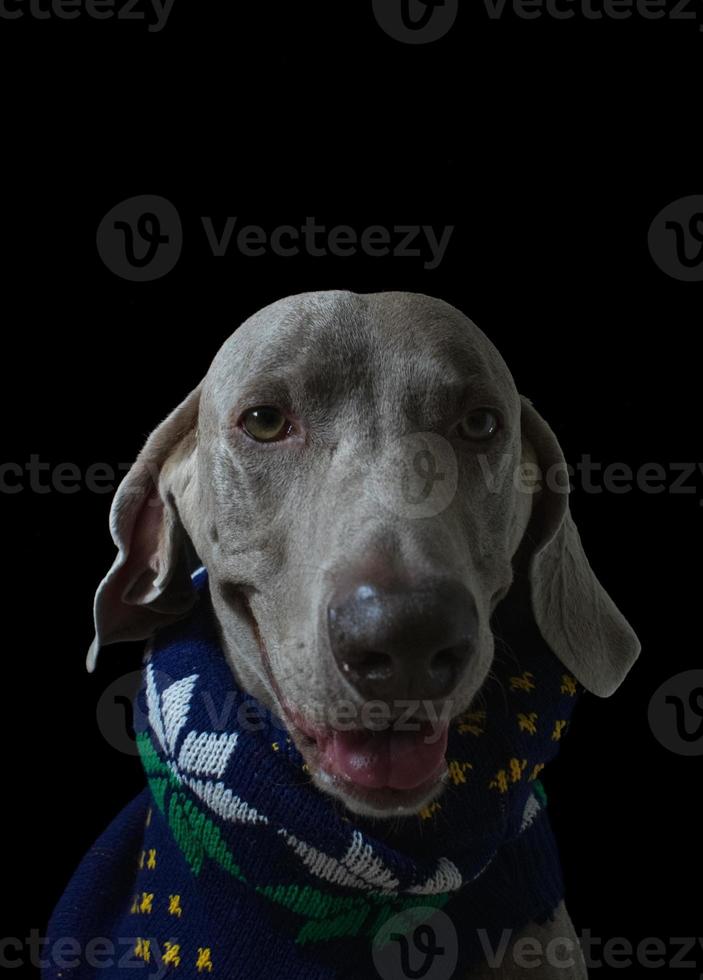 weimaraner hond portret dichtbij omhoog foto