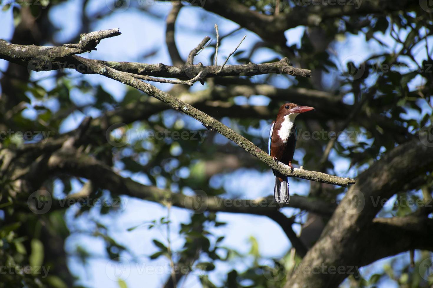 ijsvogel vogel zittend Aan een Afdeling foto