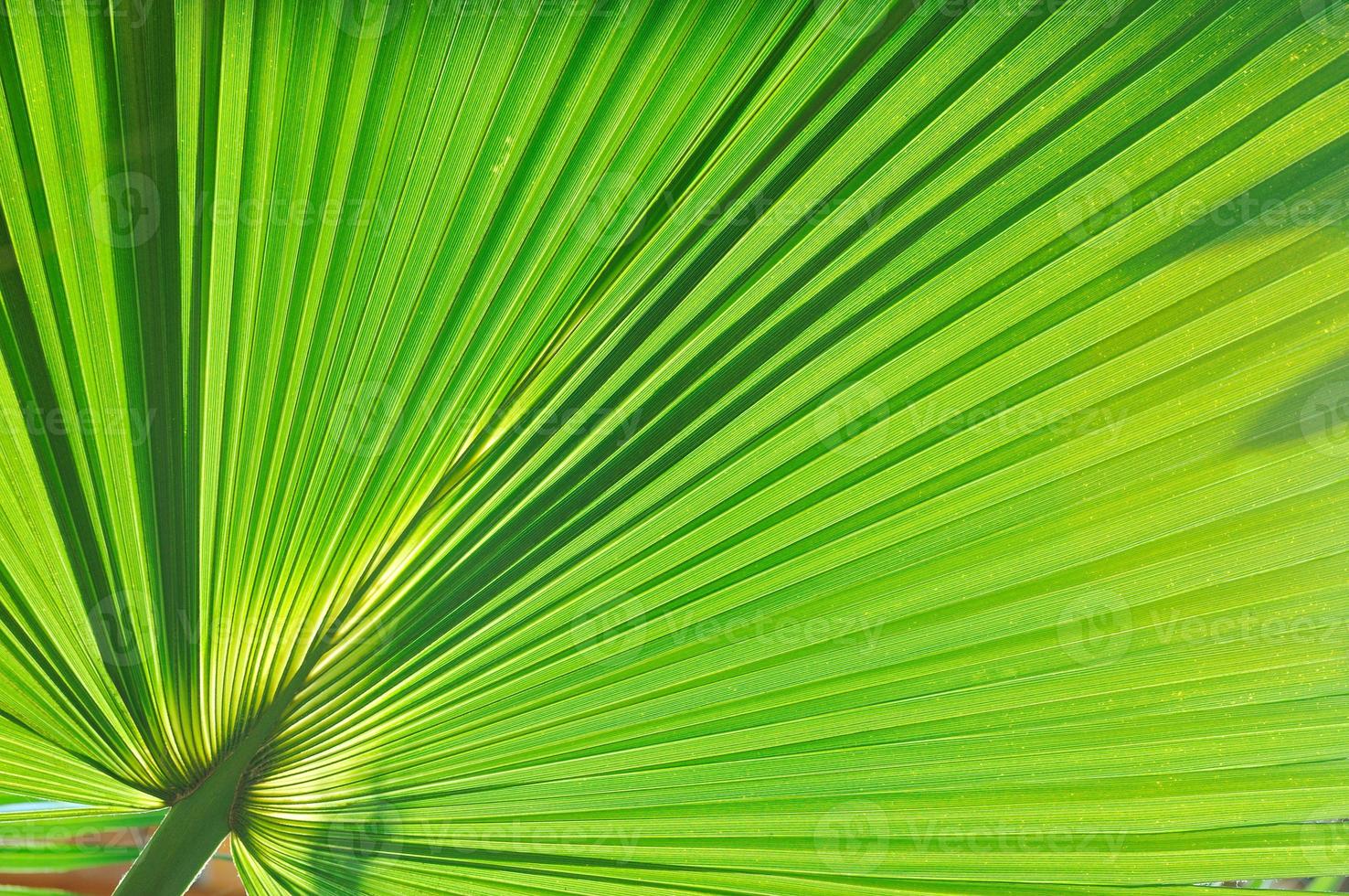 palm blad achtergrond foto