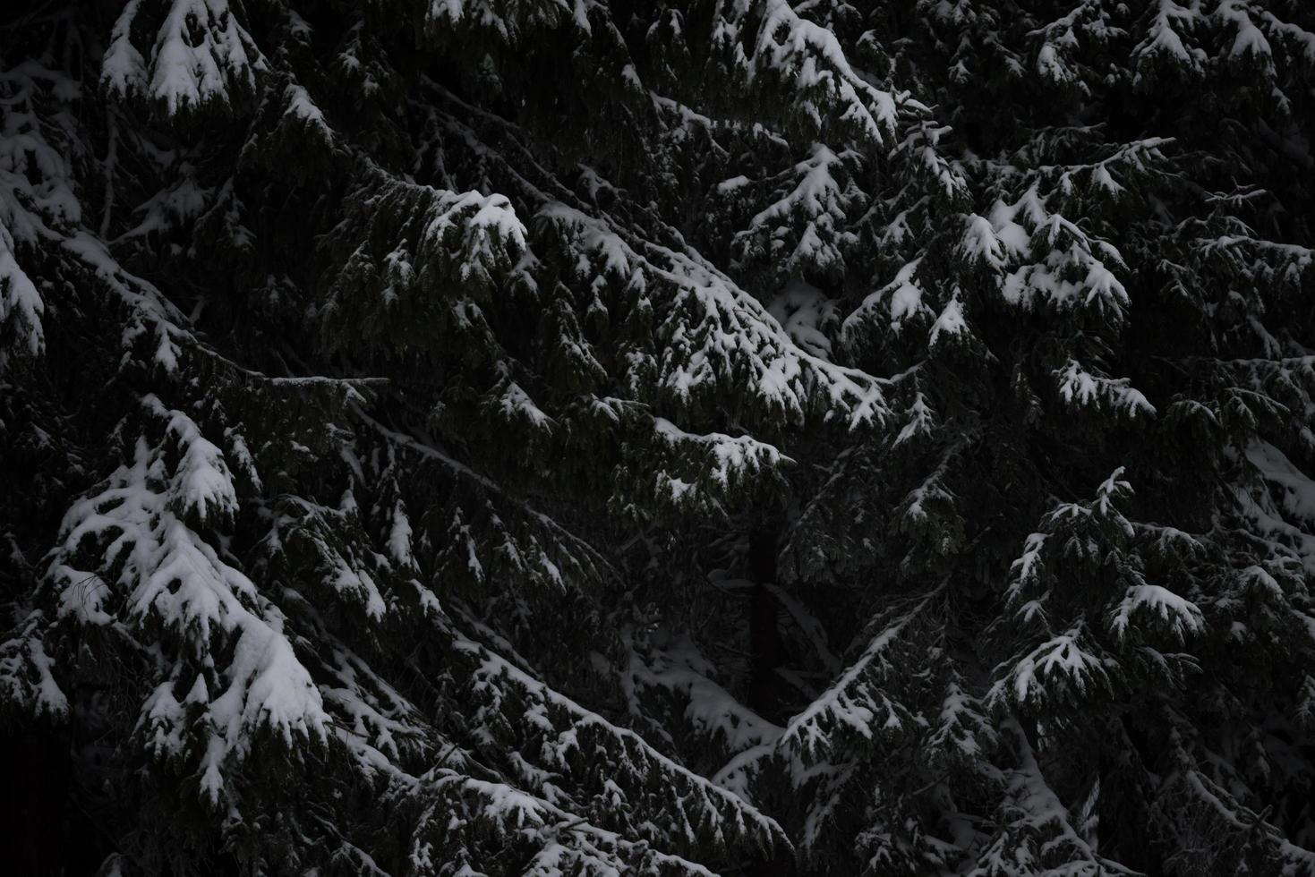 kerst groenblijvende dennenboom bedekt met verse sneeuw foto