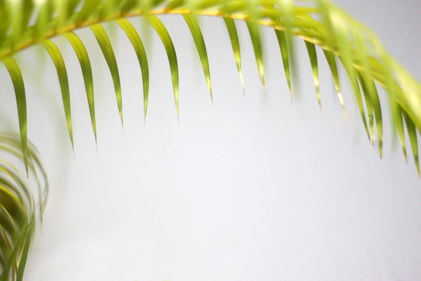 groen palm blad en schaduwen Aan een beton muur wit achtergrond foto