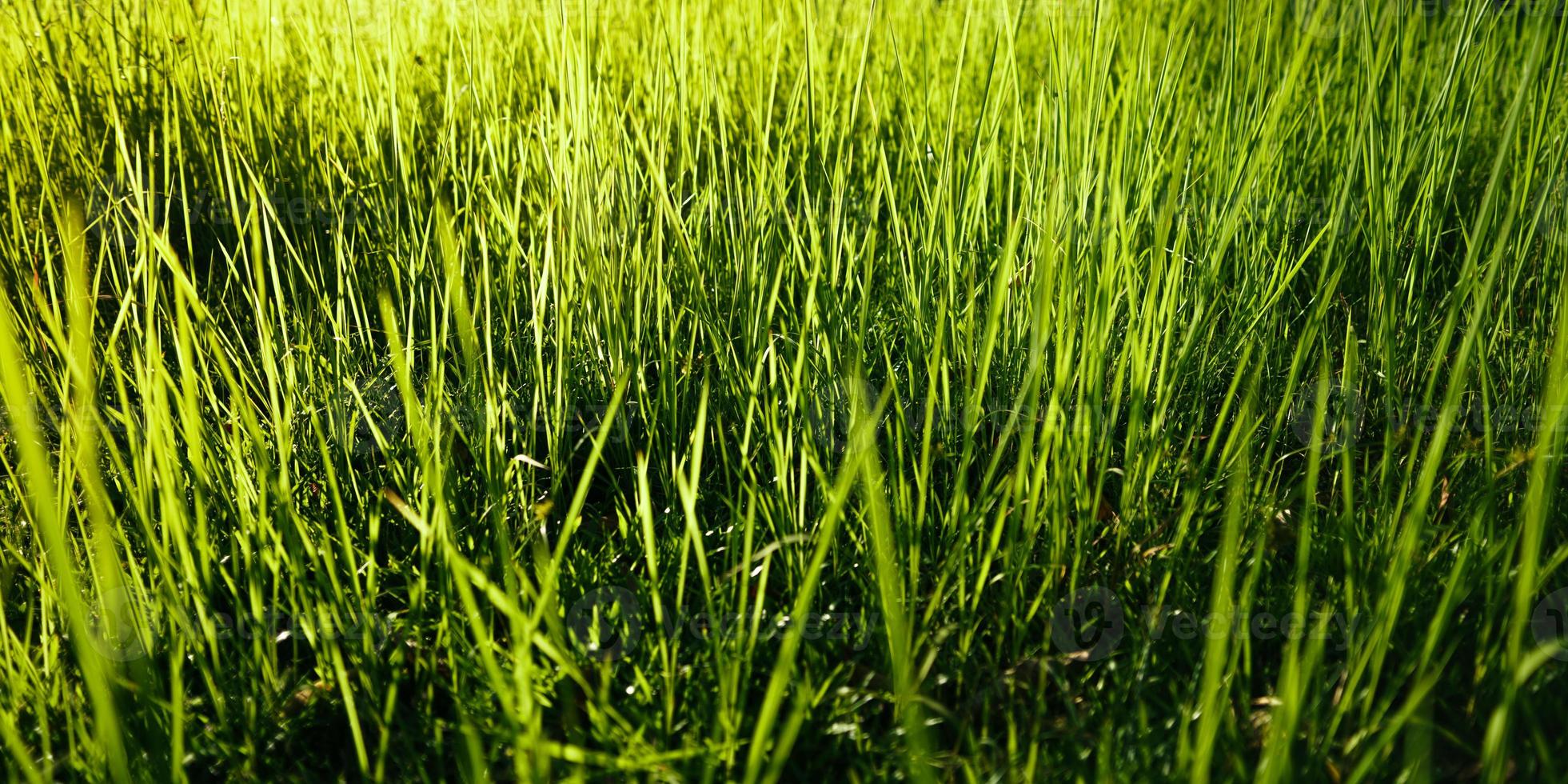 natuur achtergrond, blad gras en groen bomen achtergrond foto